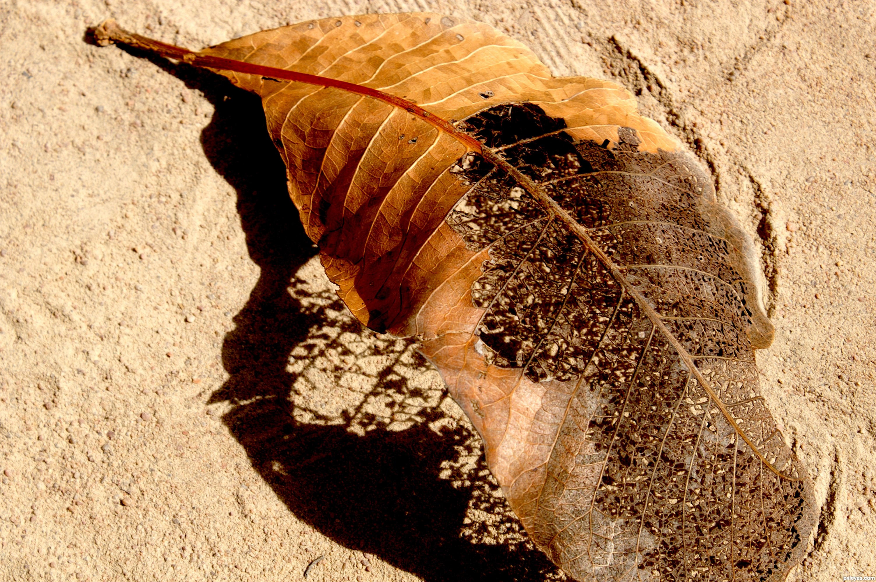 Dead leaf picture, by deringer for: single leaf photography contest ...