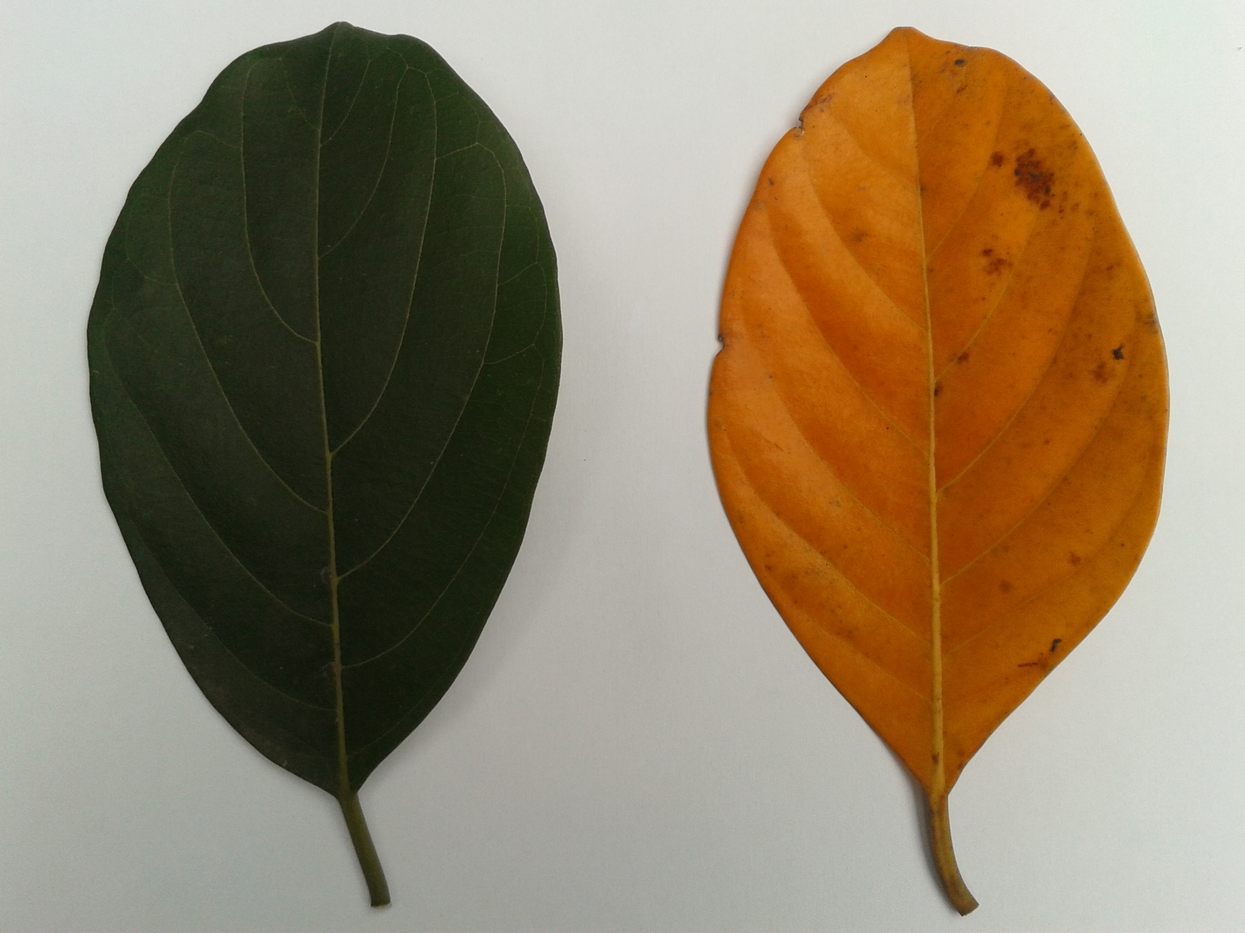File:Jackfruit green leaf and dead leaf.jpg - Wikimedia Commons