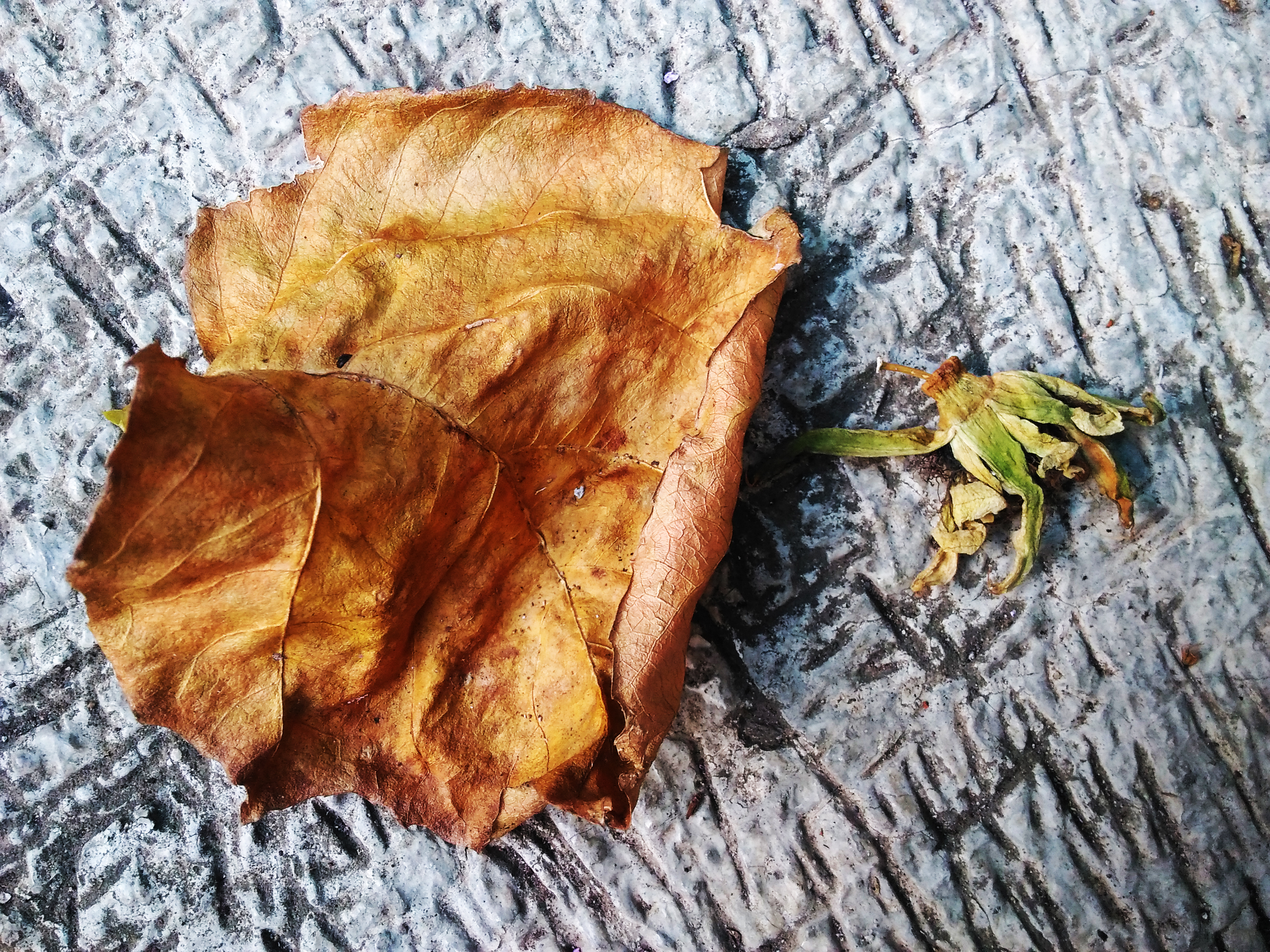 Dead leaf and flower photo