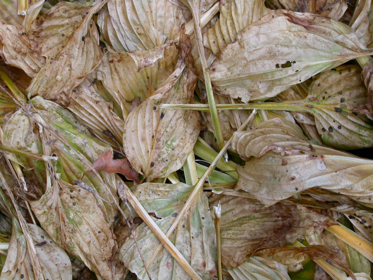 Dead leafs photo
