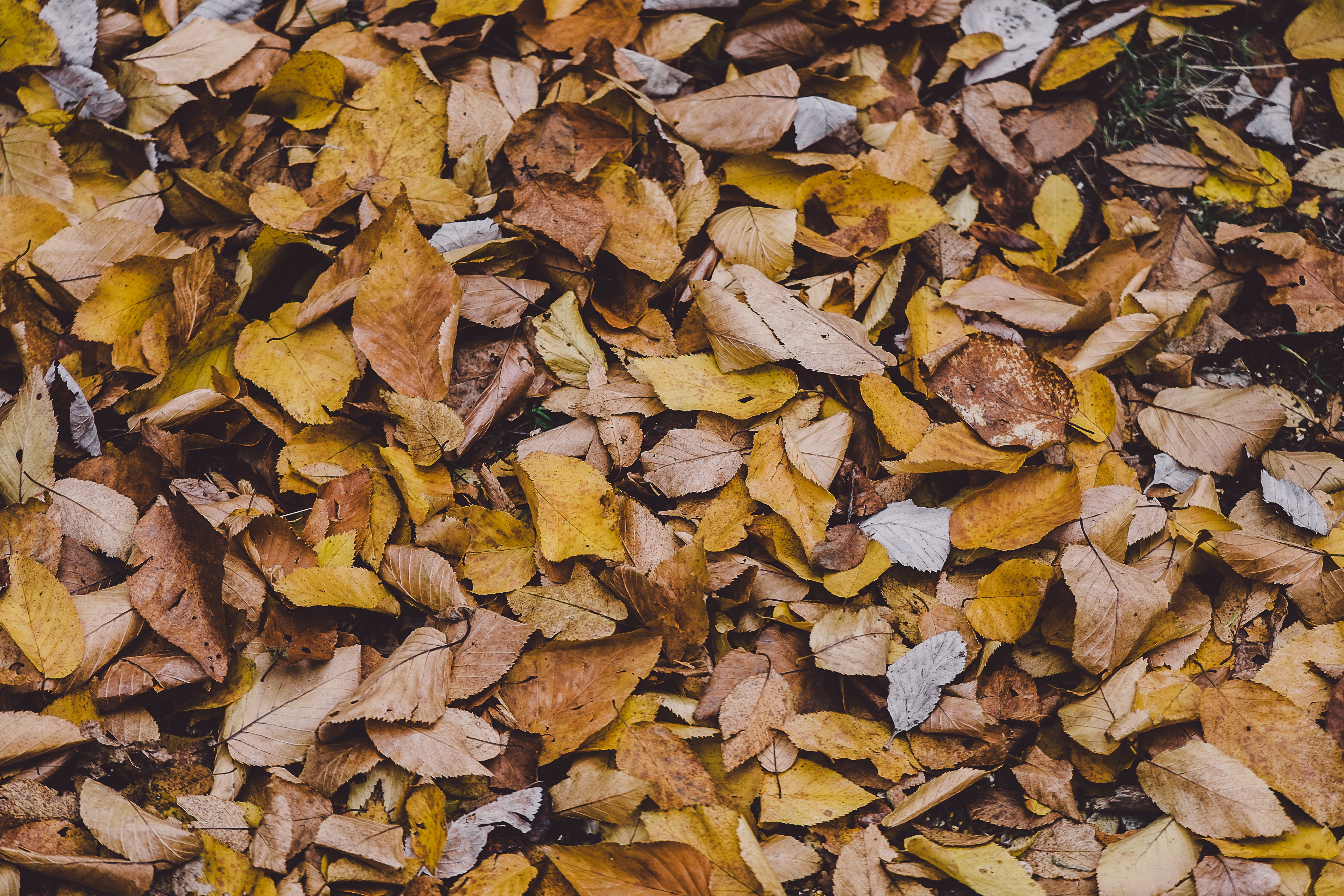 Dead Leaves, Autumn, Dead, Leave, Tree, HQ Photo