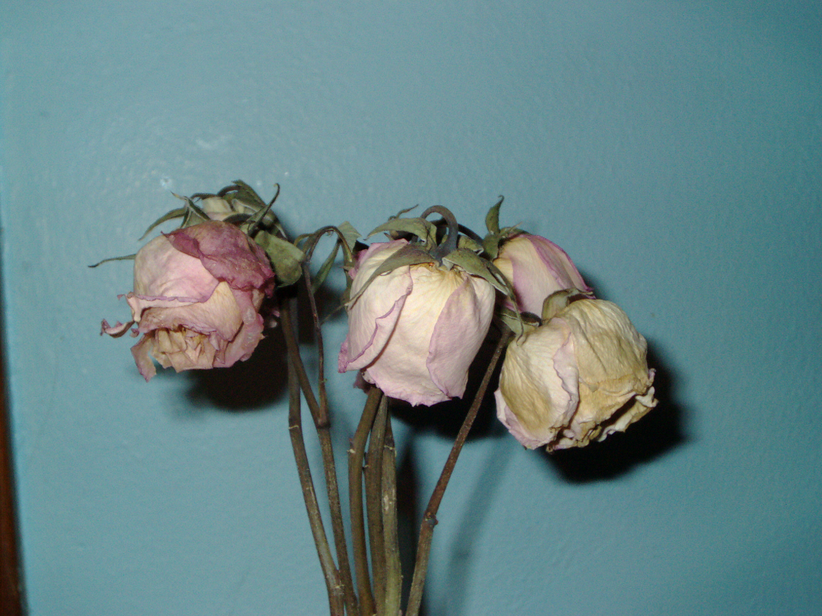Dead pink roses photo