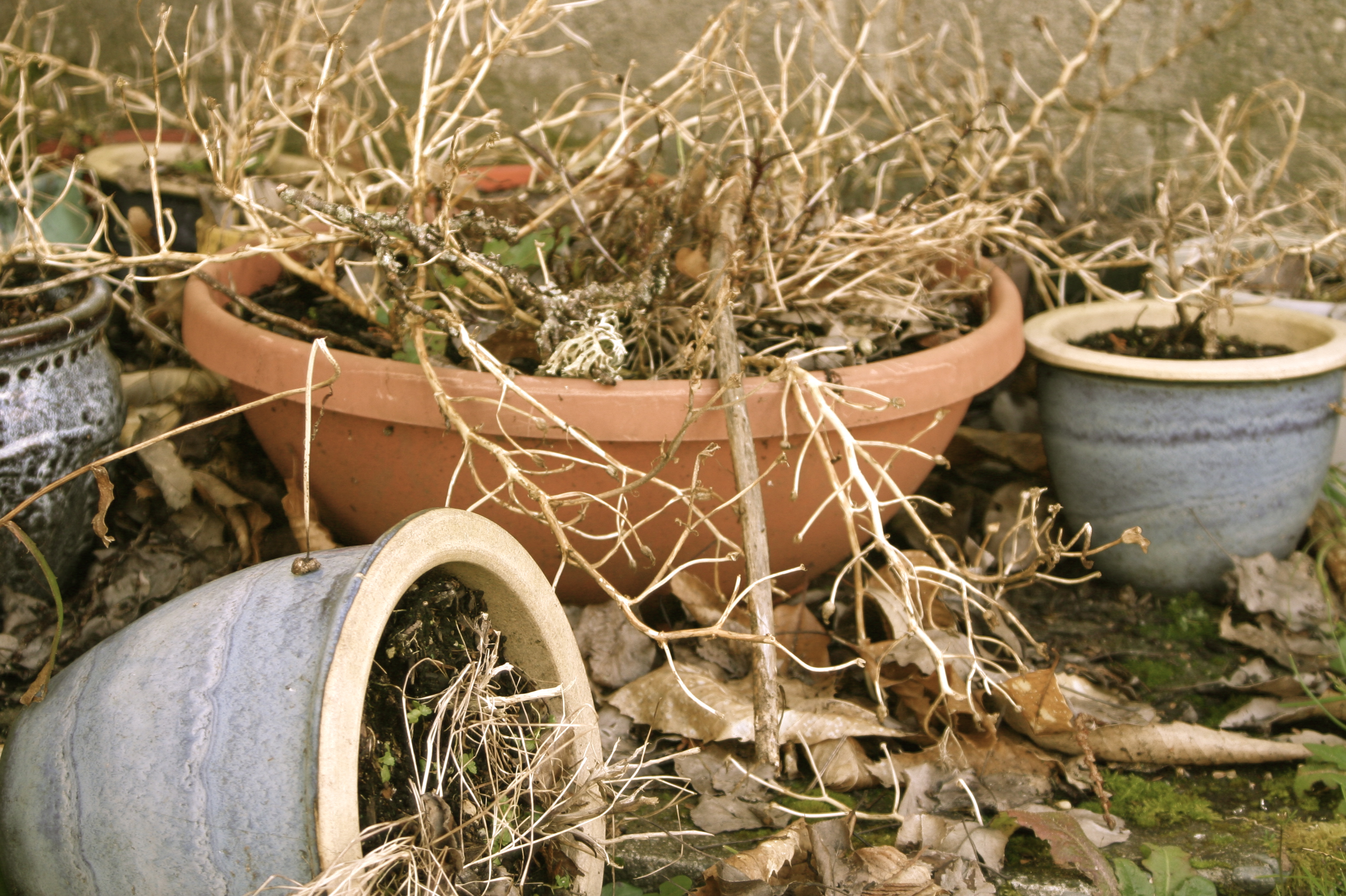 File:Dead plant in pots.jpg - Wikimedia Commons