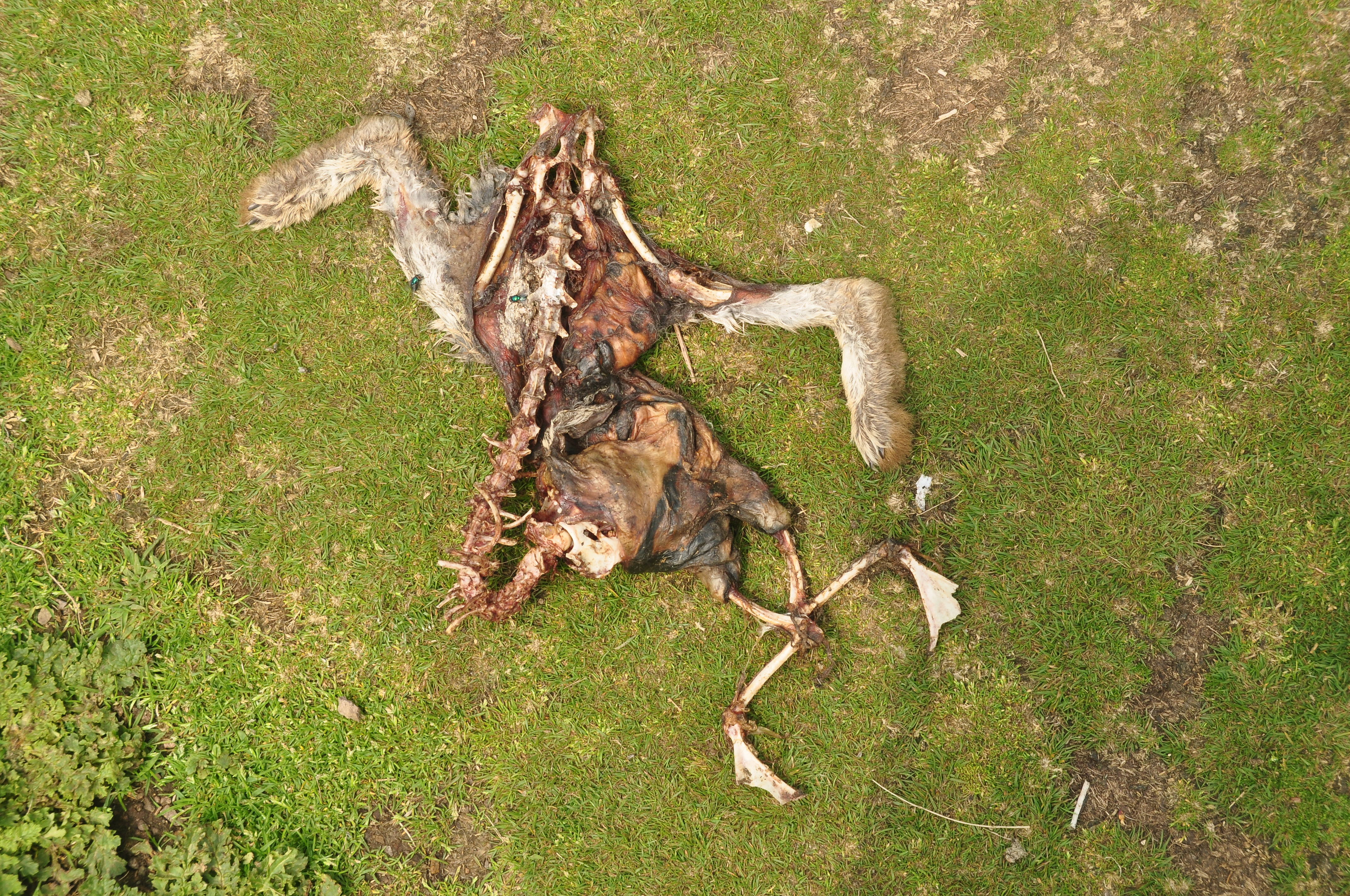 File:Dead rabbit on Skomer (7450).jpg - Wikimedia Commons