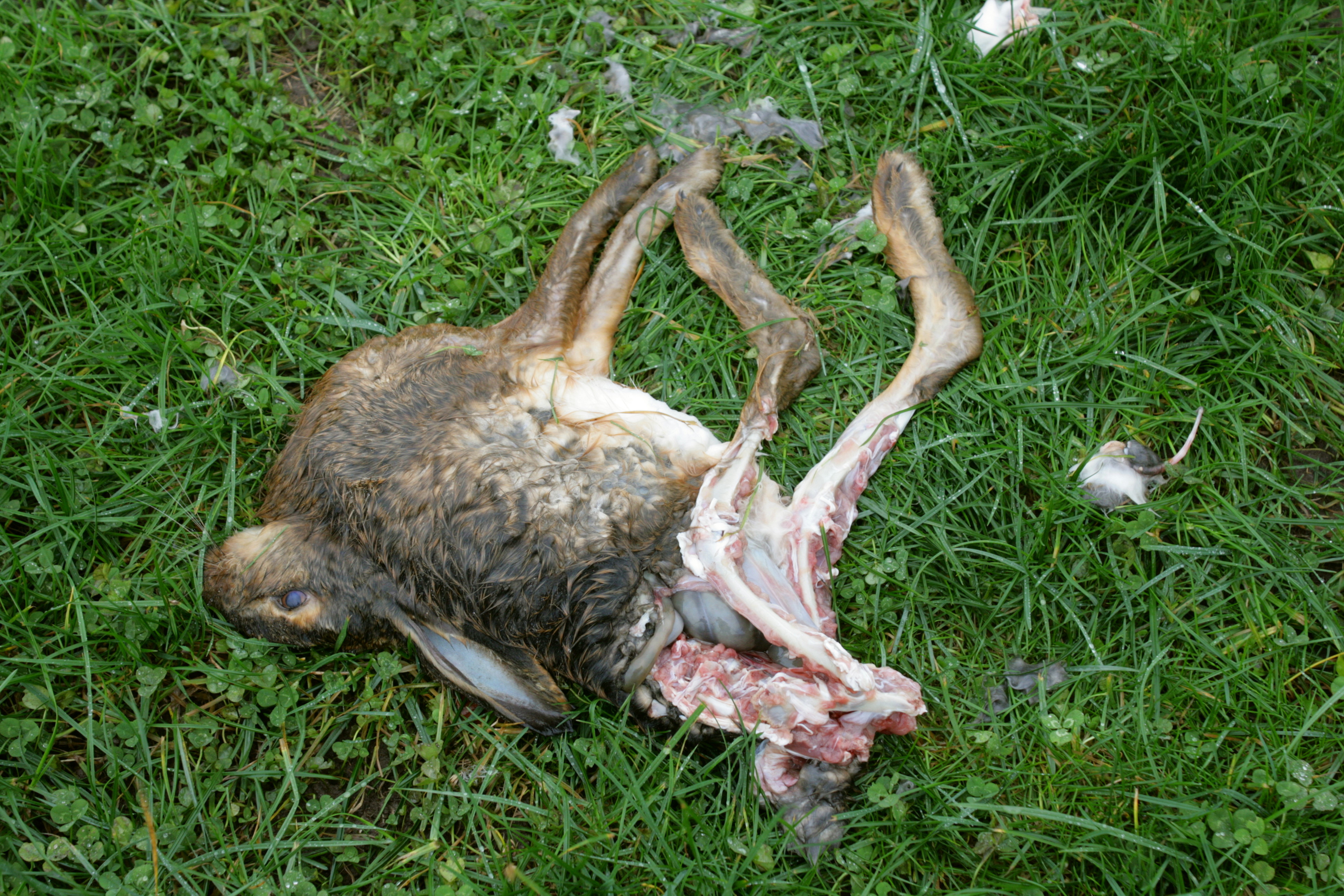 File:Dead rabbit 02 ies.jpg - Wikimedia Commons