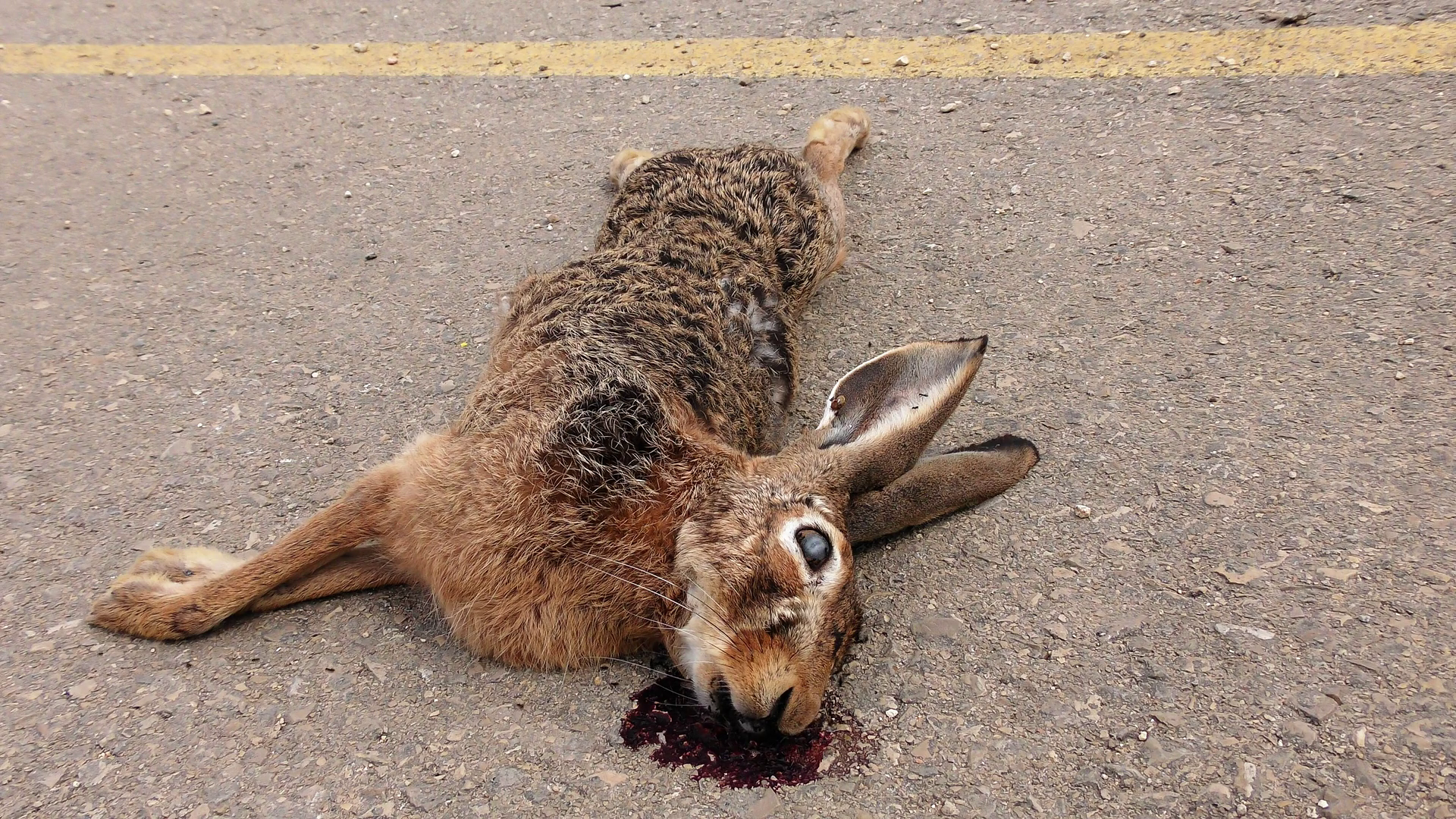 Dead rabbit on asphalt tarmac roadkill with ants and ticks Stock ...