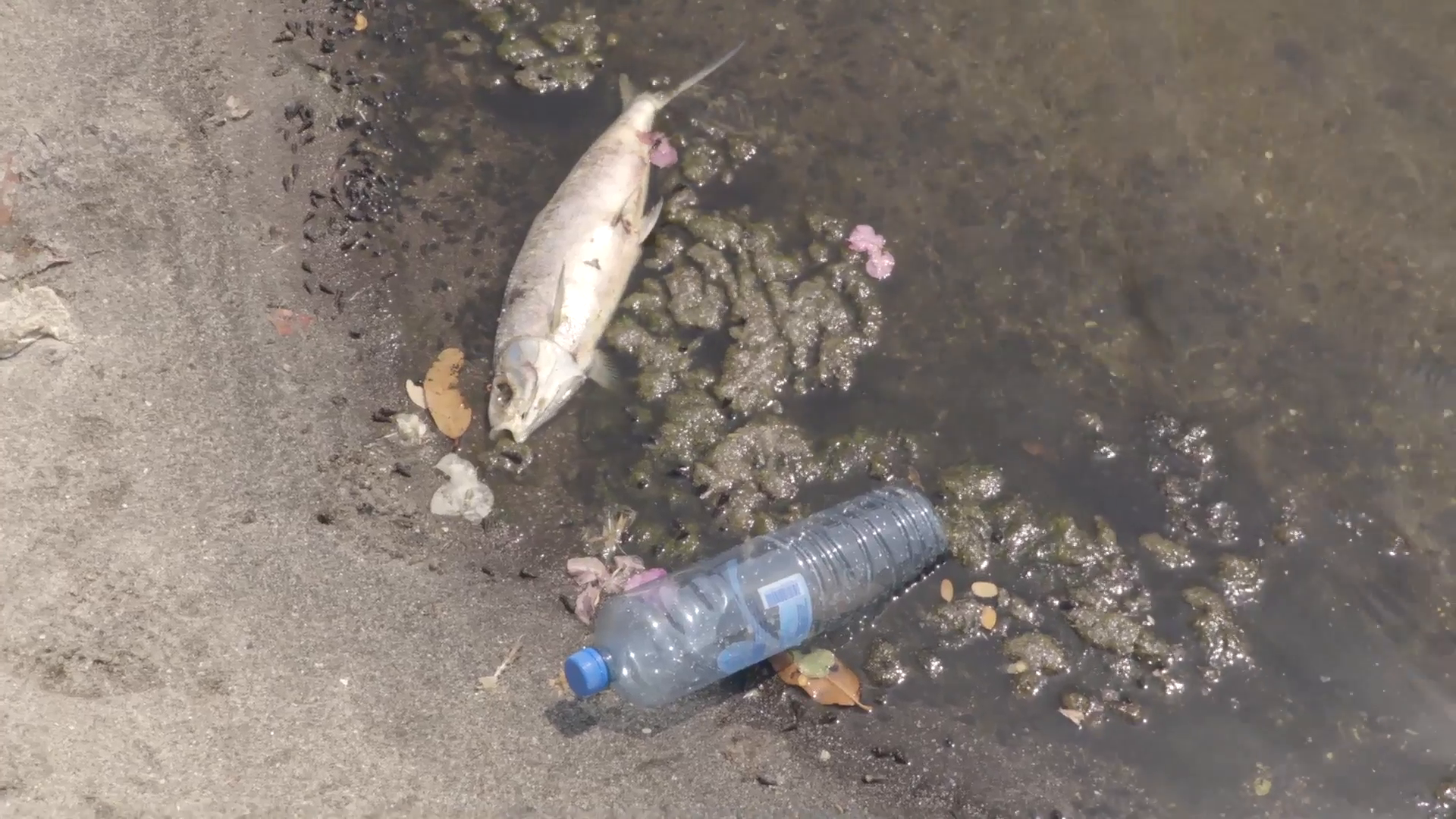 Dead fish rotting at the edge of the water with a plastic bottle ...
