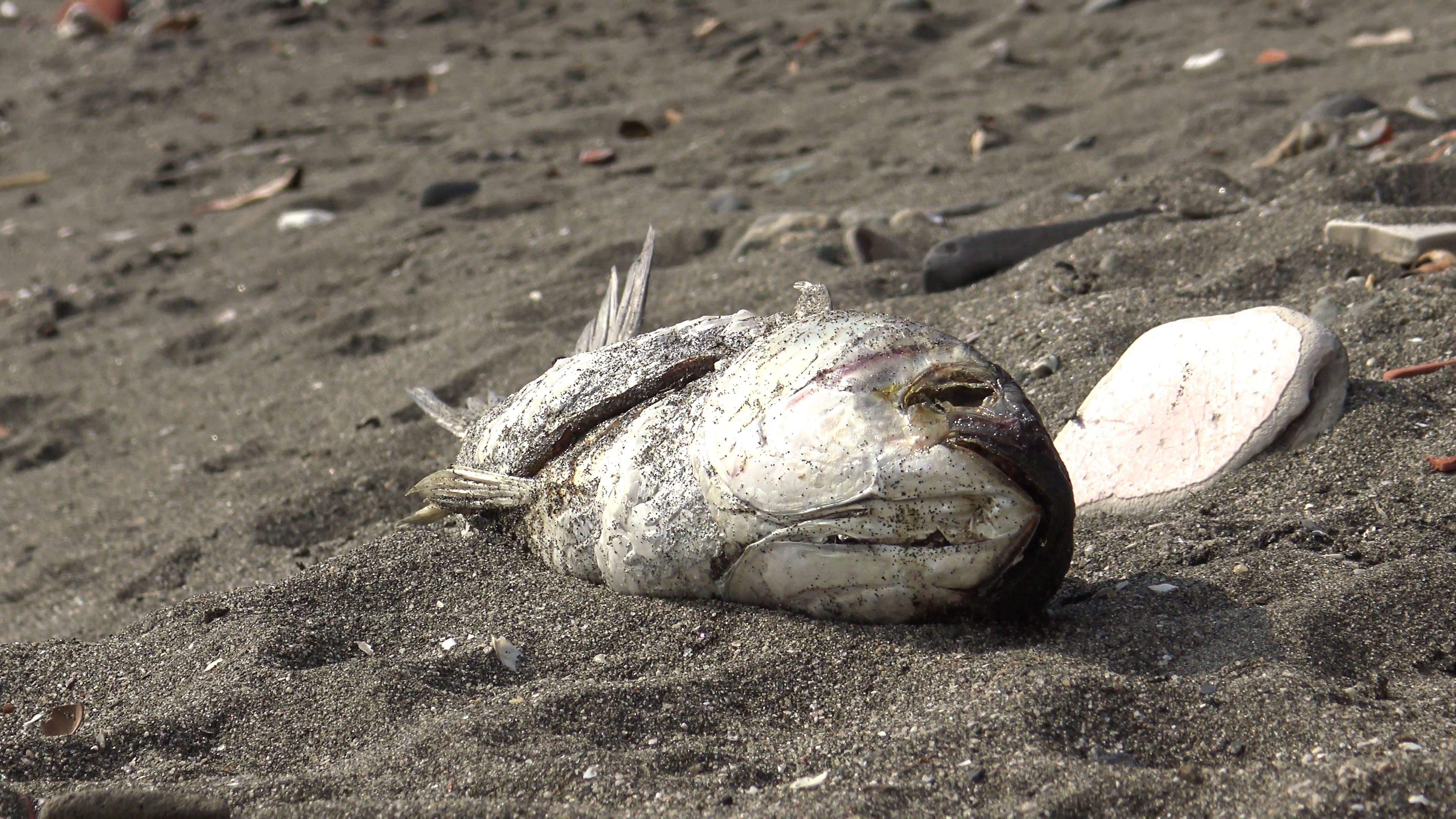 A dead fish for a pollution or environment concept it is in the ...