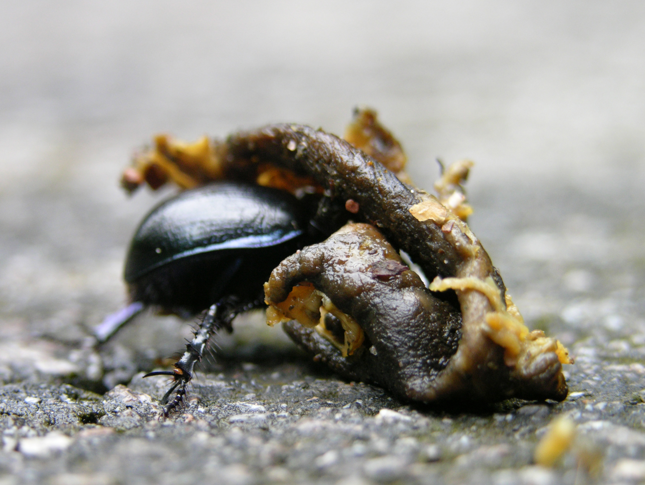 File:Bug moving dead snail with fly 3.jpg - Wikimedia Commons