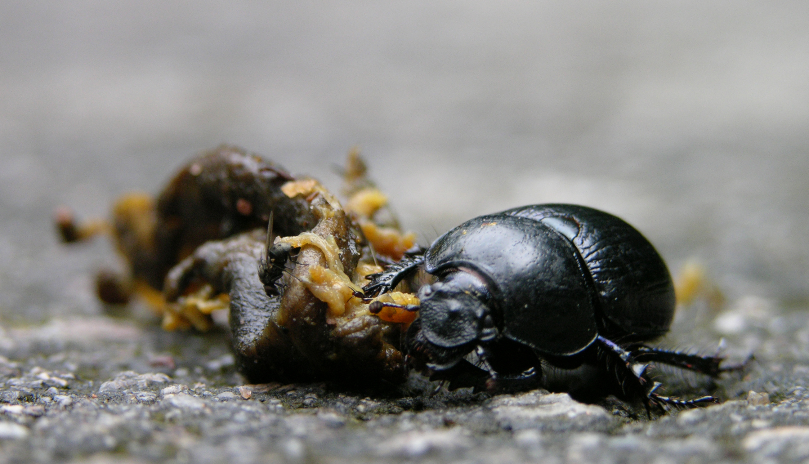 File:Bug moving dead snail with fly 2.jpg - Wikimedia Commons