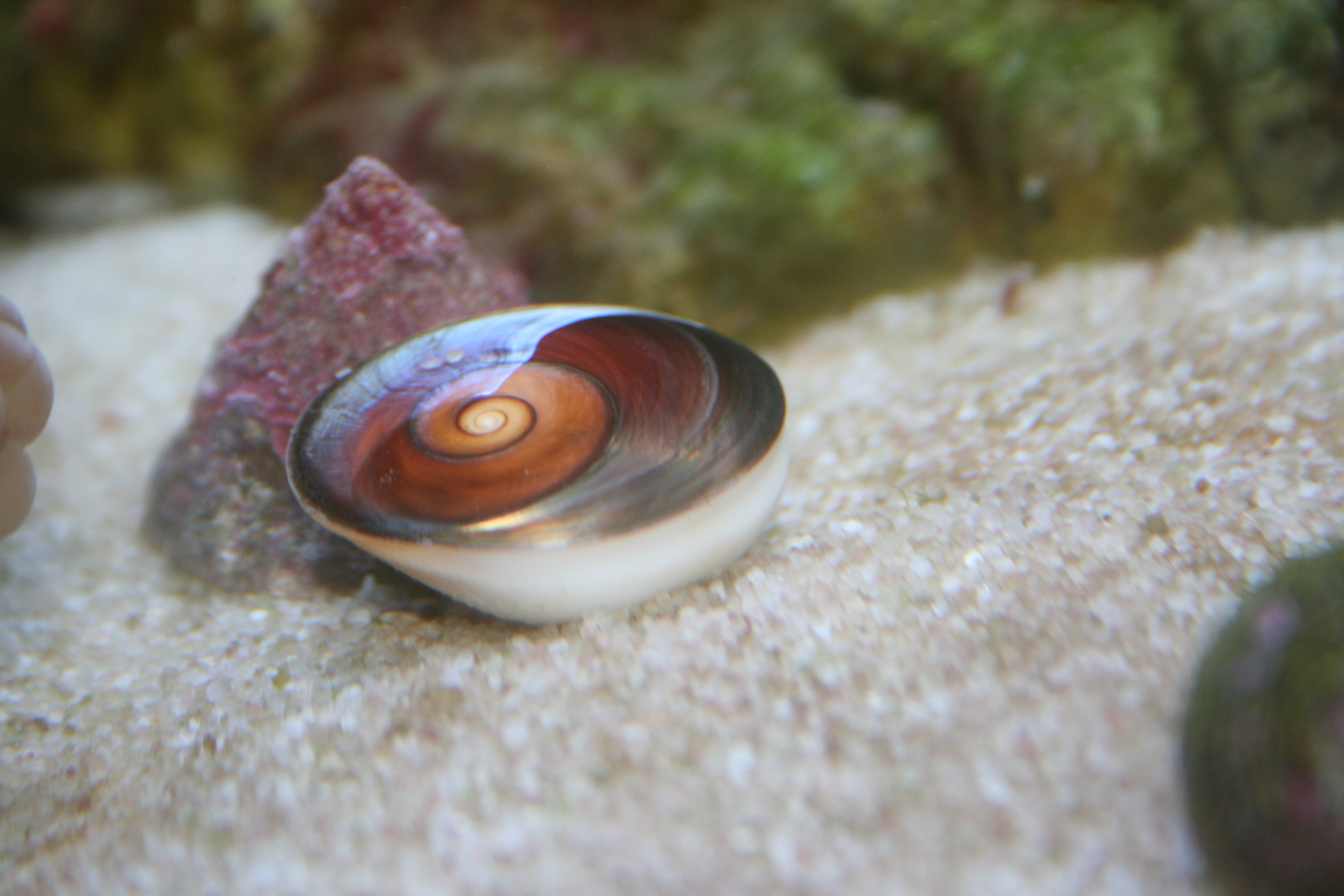 Turbo Snail dropped something pretty | Saltwaterfish Forum