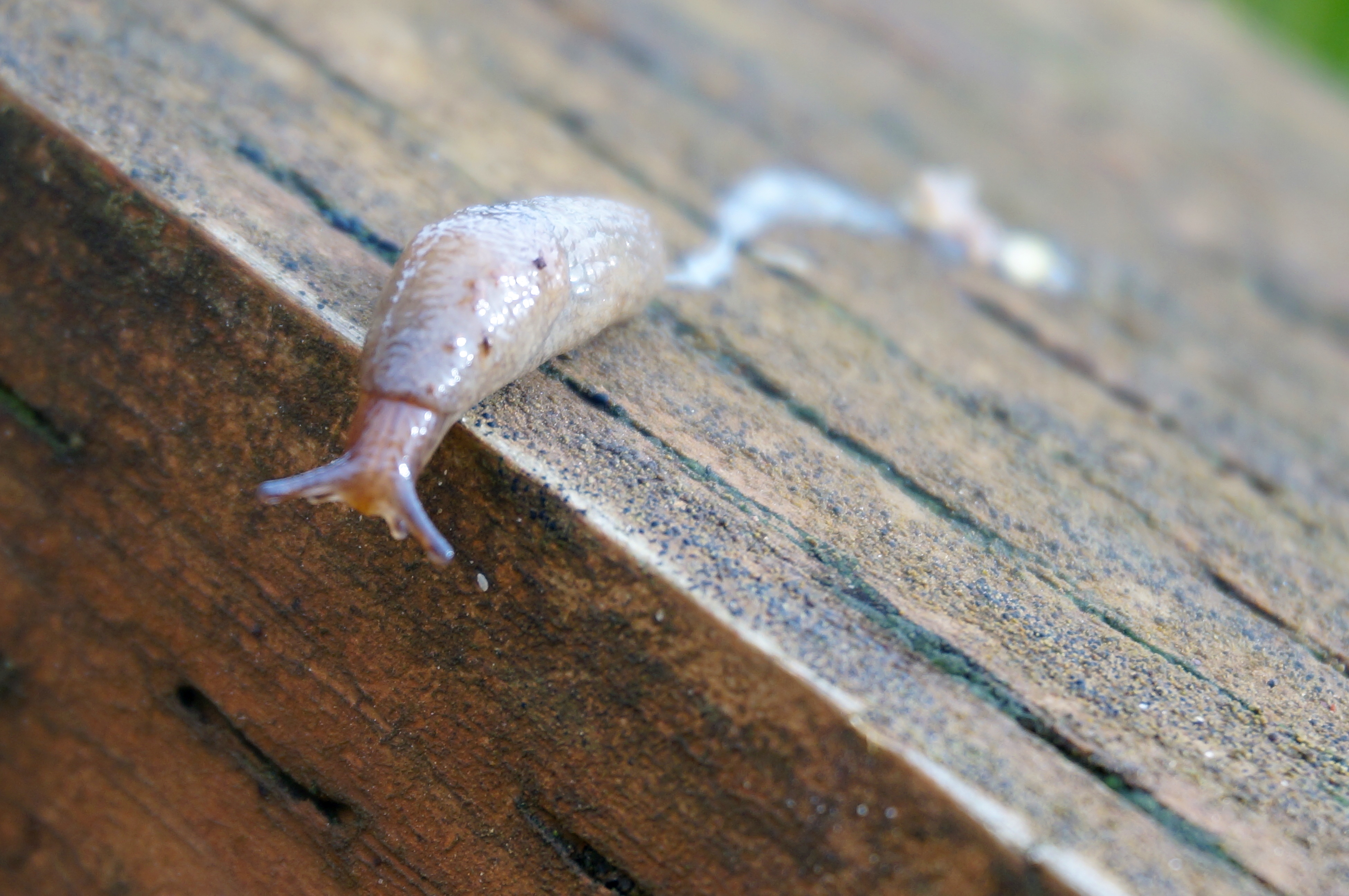 The Only Good Slug Is a Dead Slug – A Bright Ray of Hope
