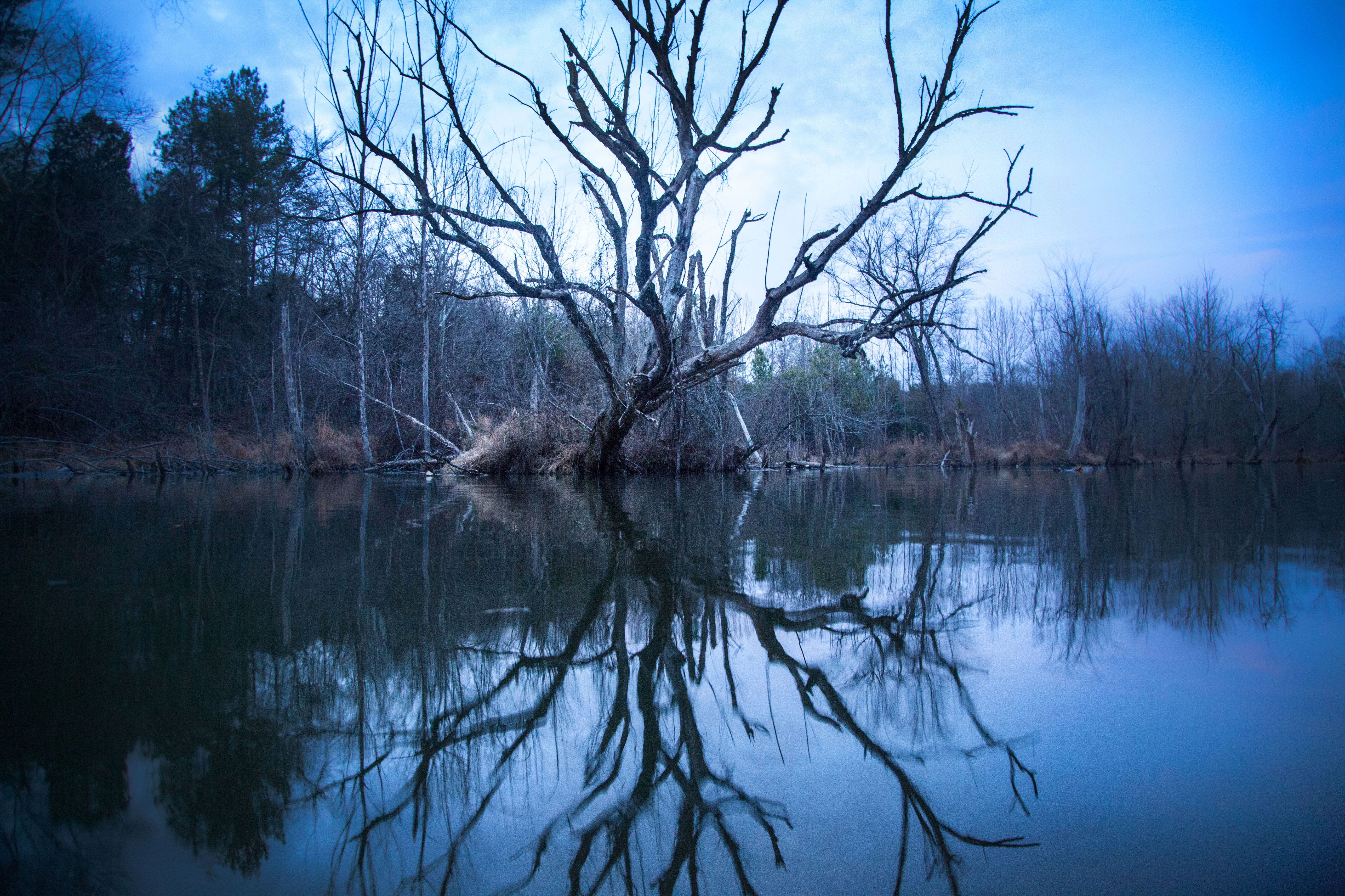 Dead tree by the river photo