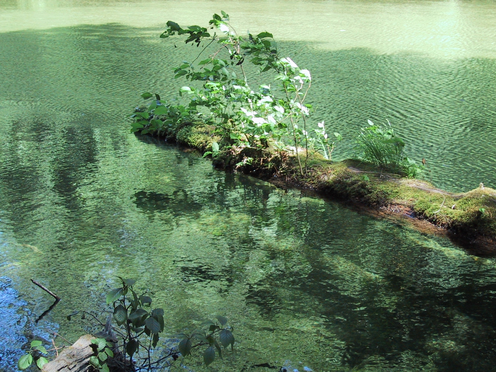 File:Dead tree river.jpg - Wikimedia Commons