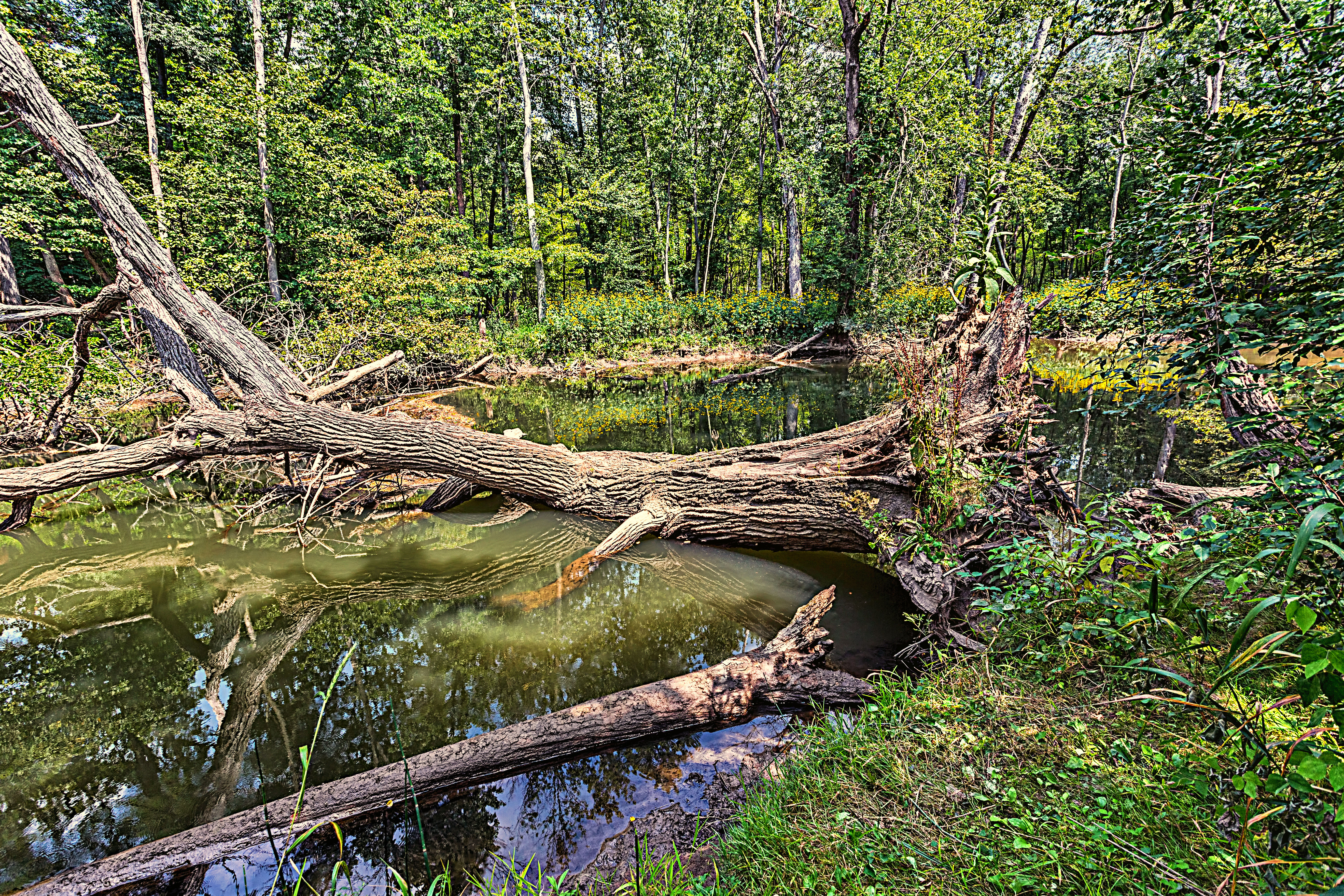 Uprooted Tree in Still River | Edward Byrne: Photography Journal, 2013