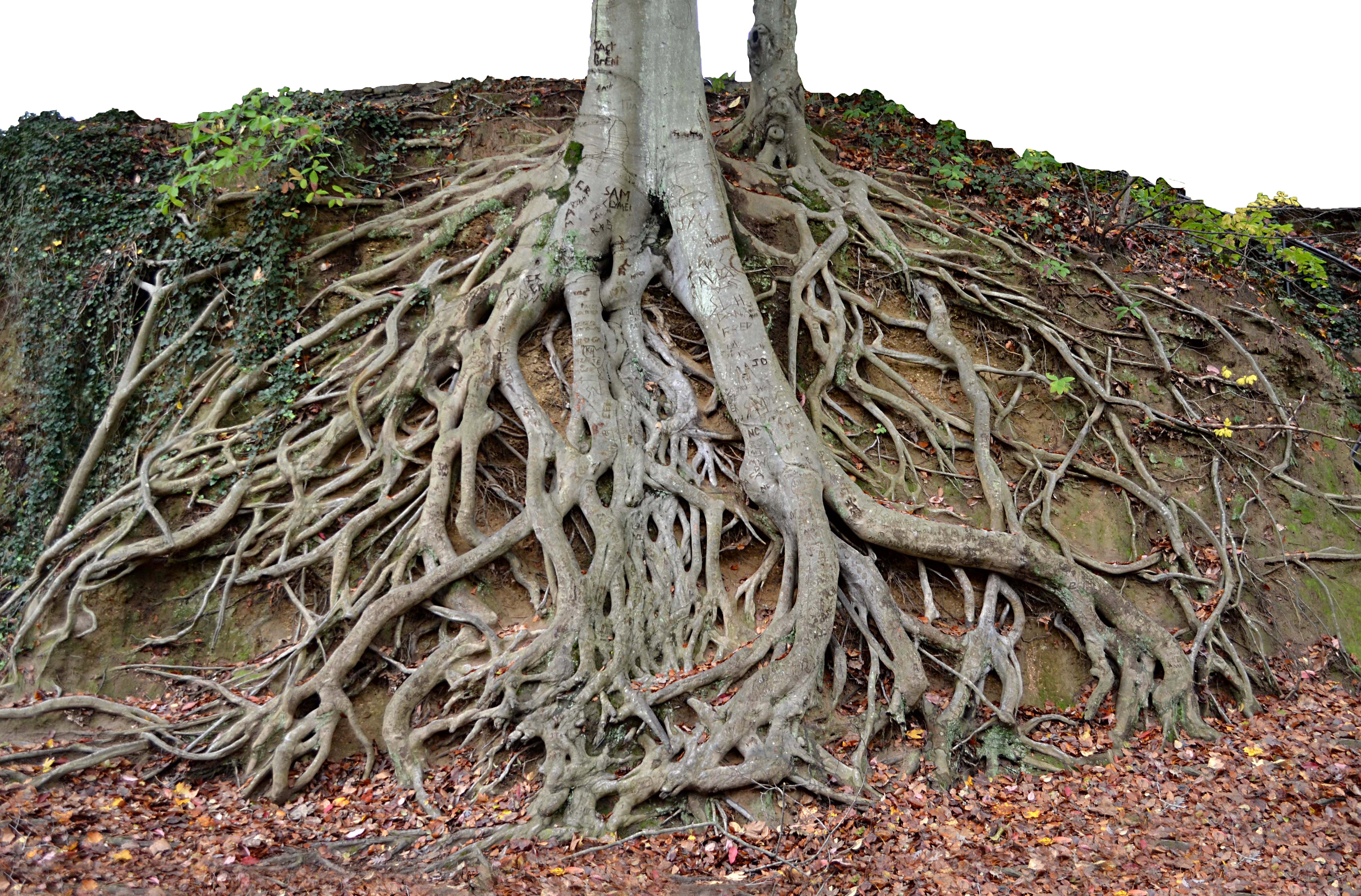 Giant Tree Roots Tree Trunk PNG Stock Photo 0150 by annamae22 on ...