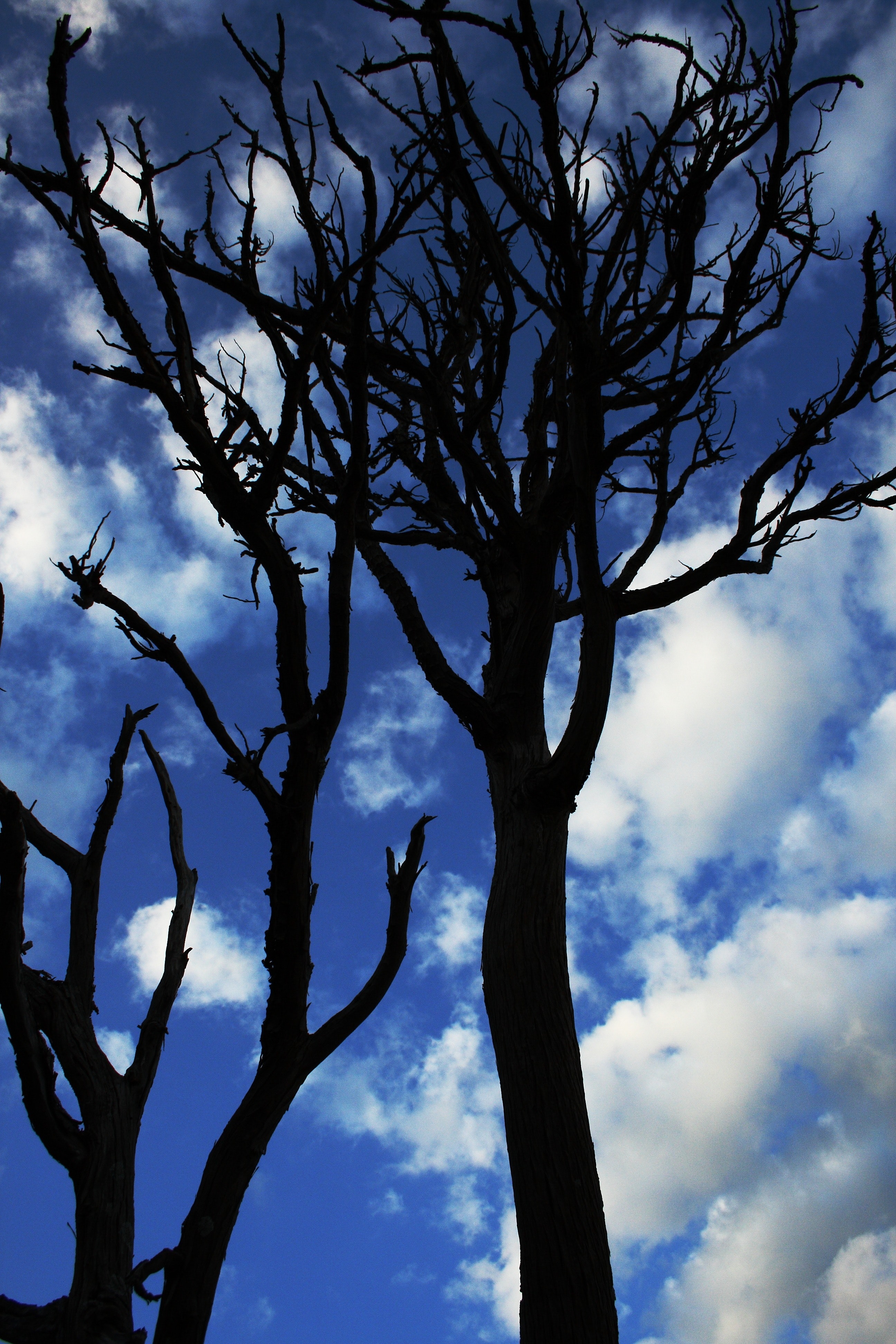 Dead trees under white cloudy blue sky photo