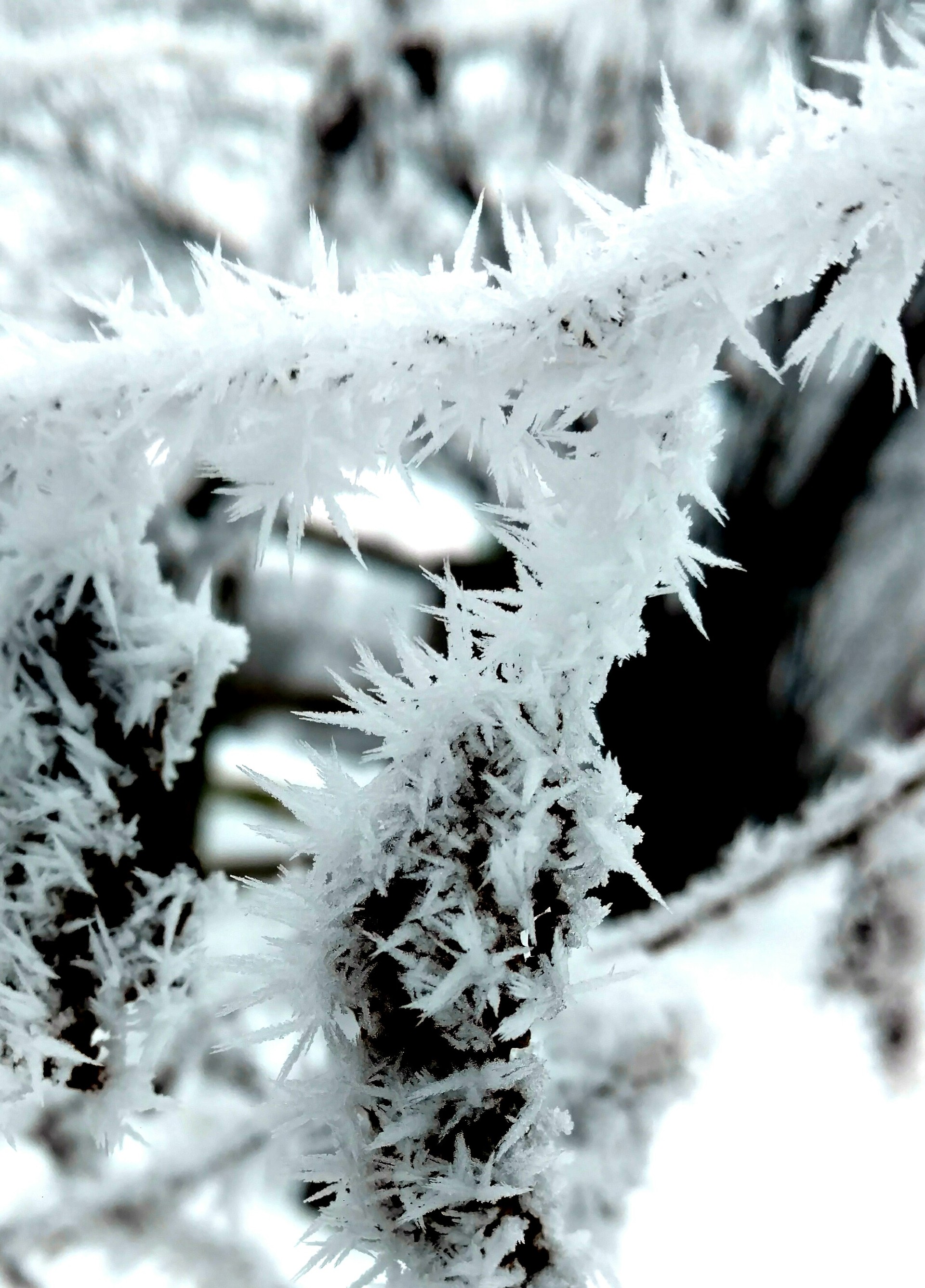 Foap.com: Deadly Frost | allday21, cold, crystal, branch stock photo ...