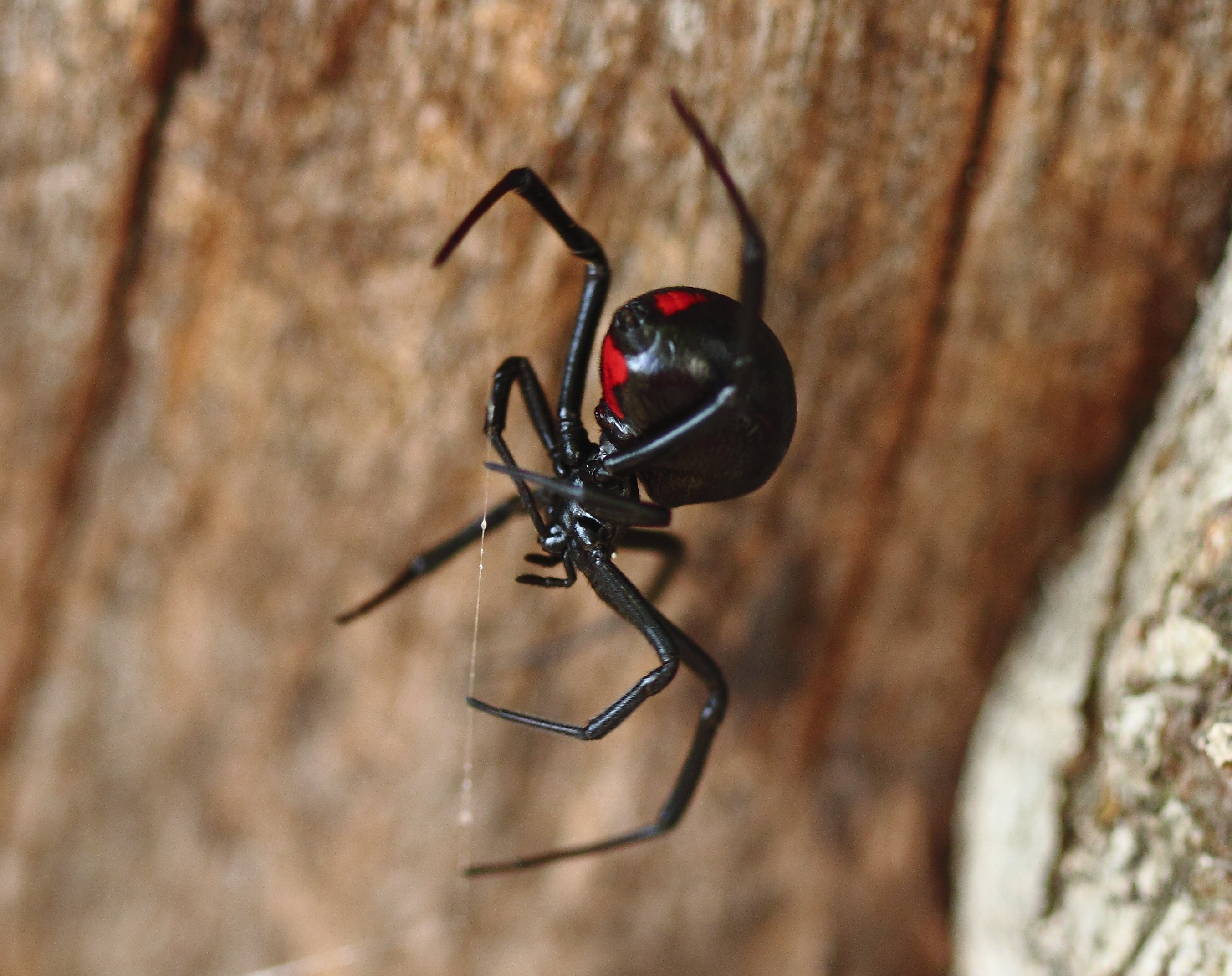 Deadly spider photo