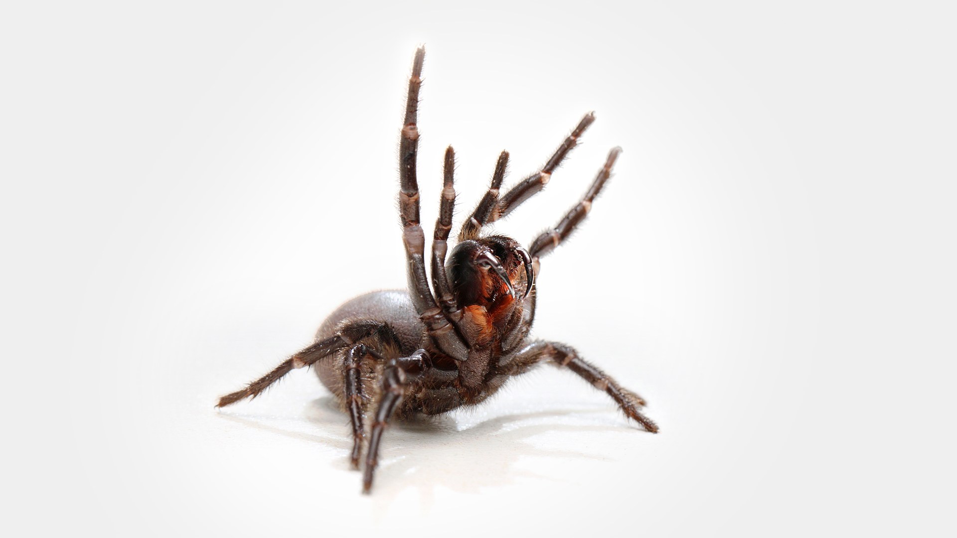 Of Course Australia Has Drop-Off Centers for Deadly Spiders | WIRED