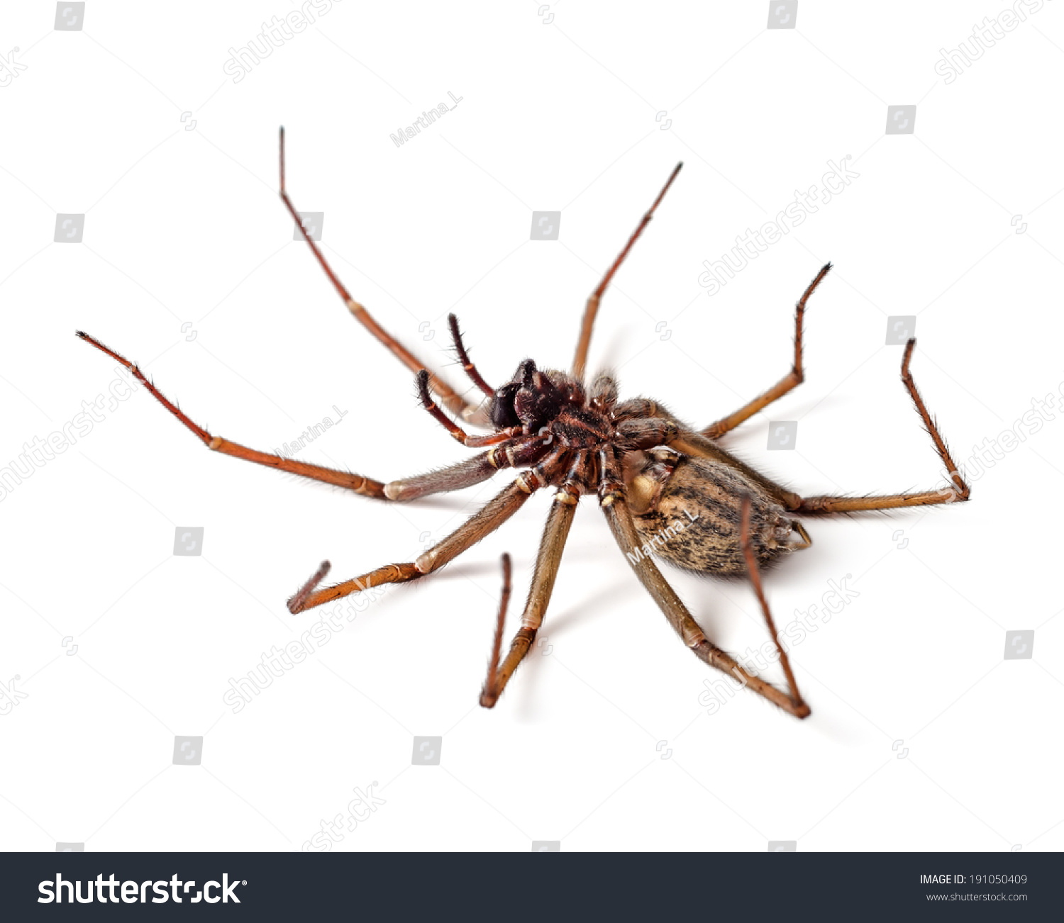 Dead Deadly Spider Isolated On White Stock Photo 191050409 ...