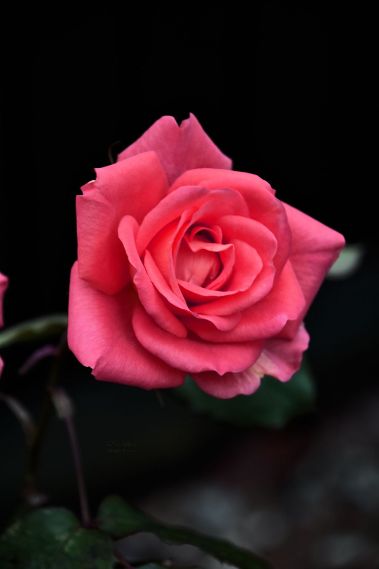 December Rose by Abi Ashra (Tumblr) | . blossoms . | Pinterest | Flowers
