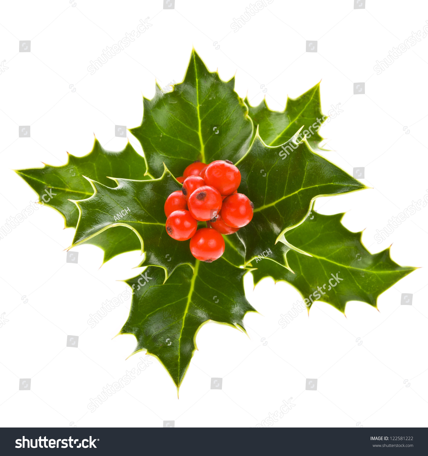 Plant Aquifolium European Holly Ilex Christmas Stock Photo 122581222 ...