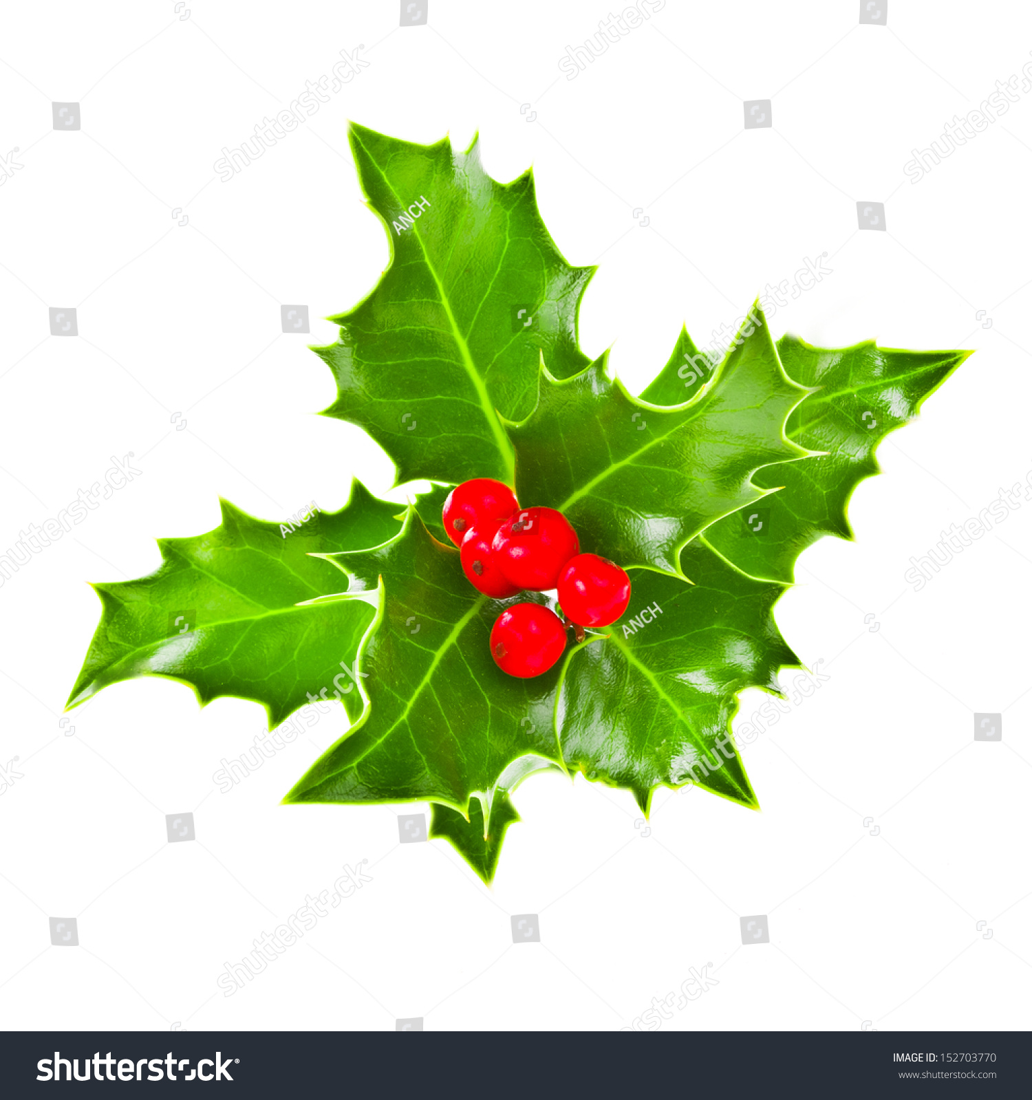 Christmas Motif Plant Aquifolium European Holly Stock Photo & Image ...