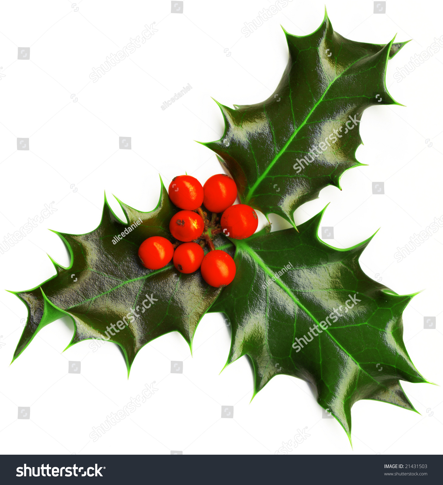 Christmas Decoration Isolated Holly Berries On Stock Photo (Royalty ...