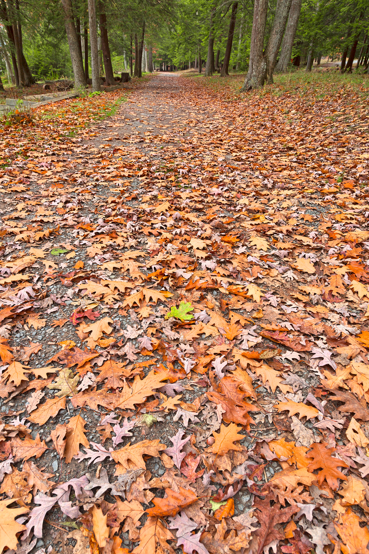 Deep creek autumn path - hdr photo