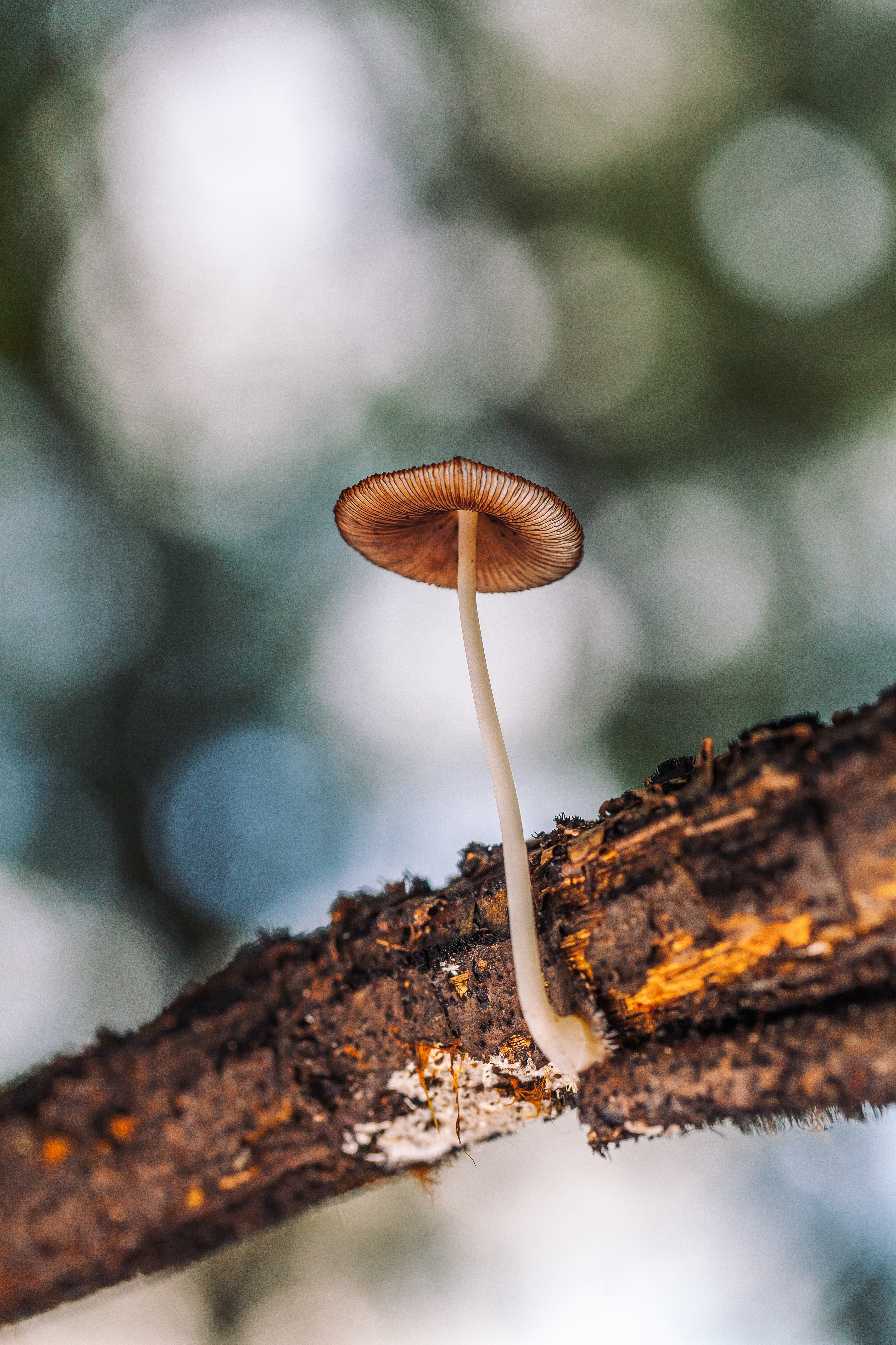 Deep in the woods, you find wonders, 5DII, 5DmarkII, Bokeh, Bokehlicious, HQ Photo