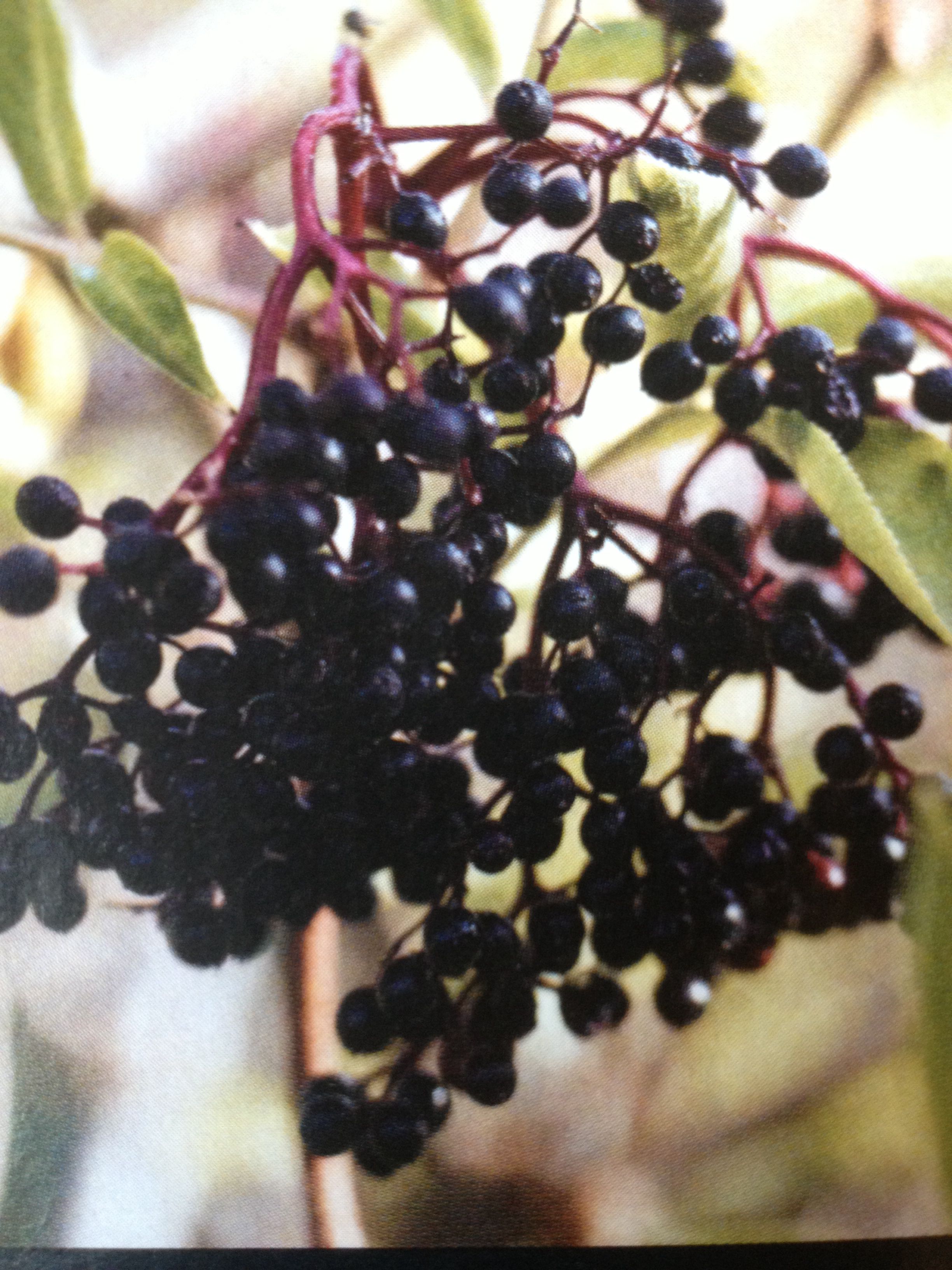 Deep purple berries for bouquet. Pivot berry | Branches and Berries ...