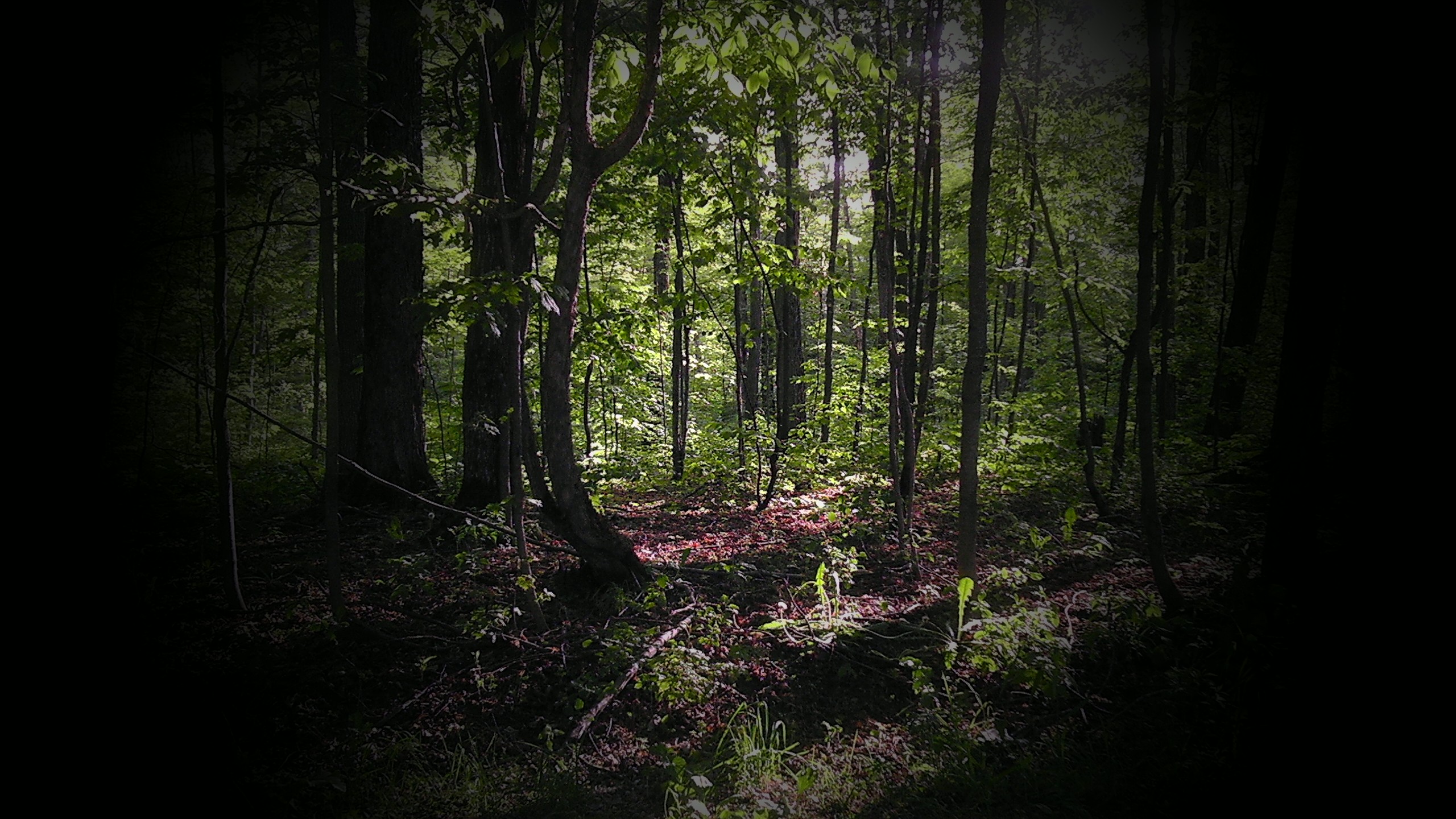 Deep Woods by dennismonague on DeviantArt