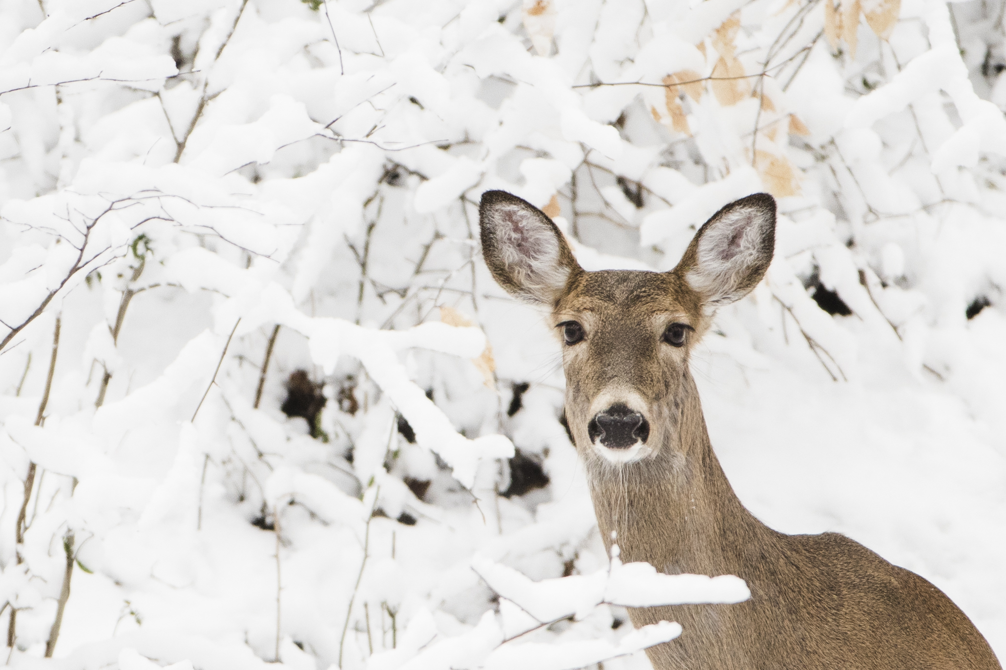 Accusation in Minnesota of hunting over deer bait is closely watched ...