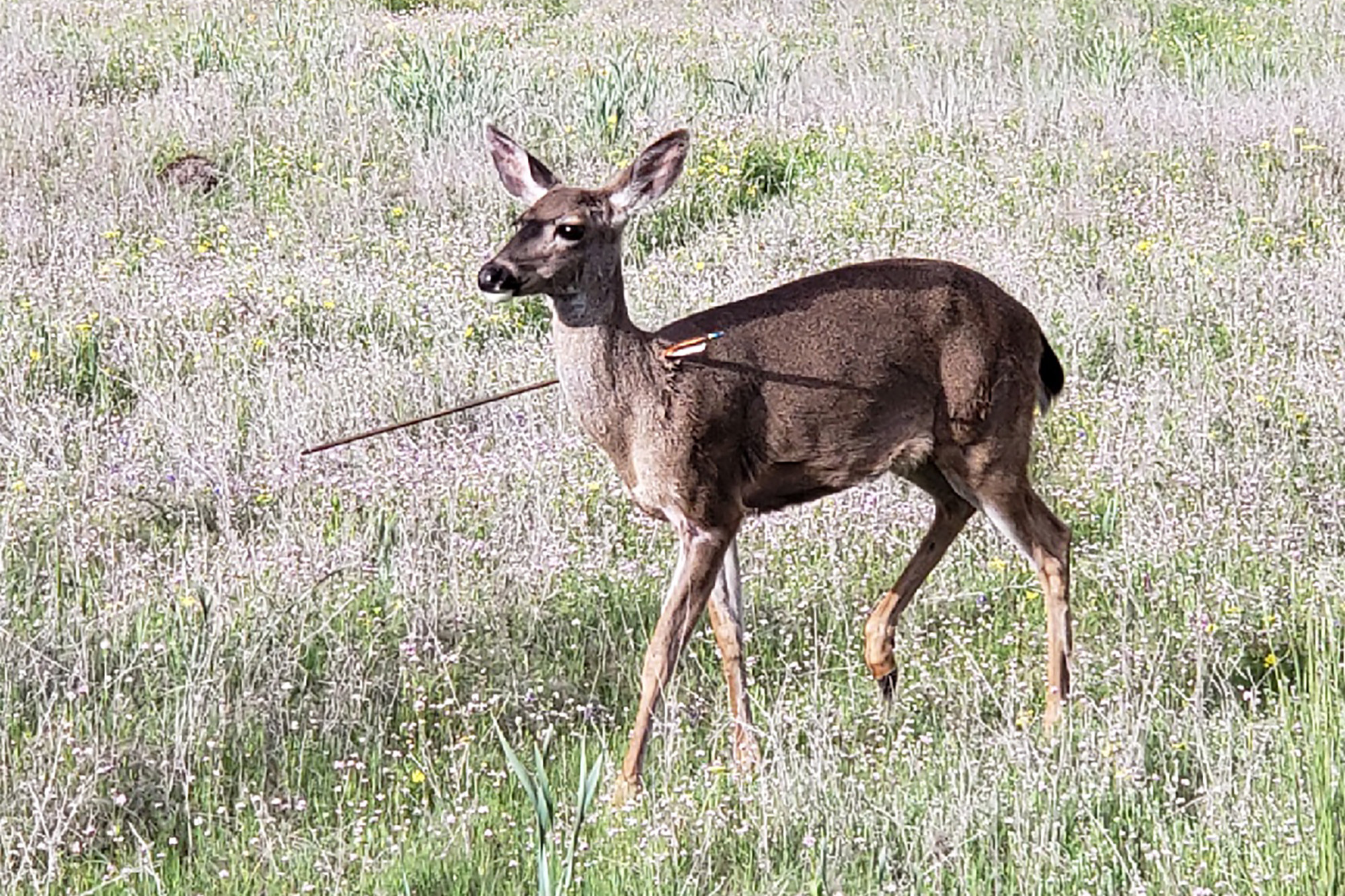 Deer survives arrow to the face