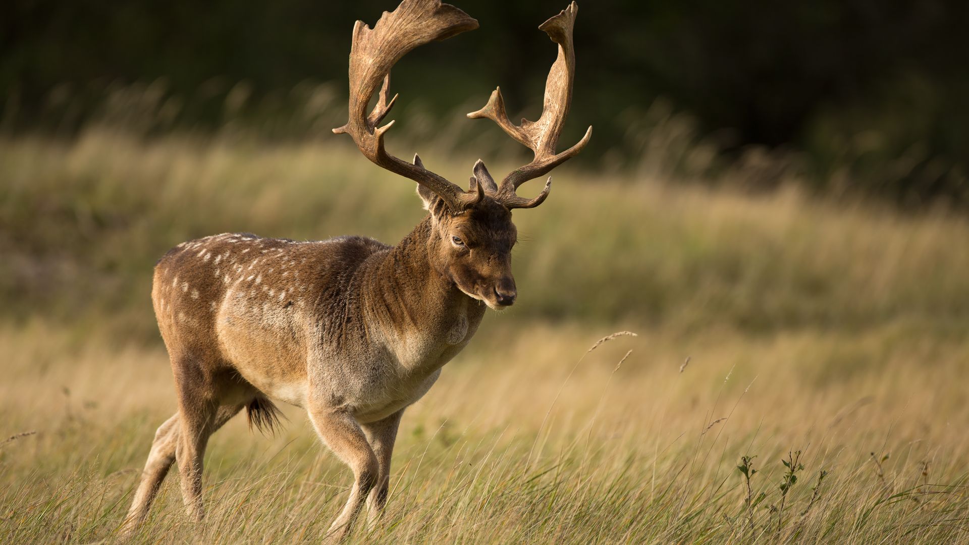 European Fallow Deer | Find your information here