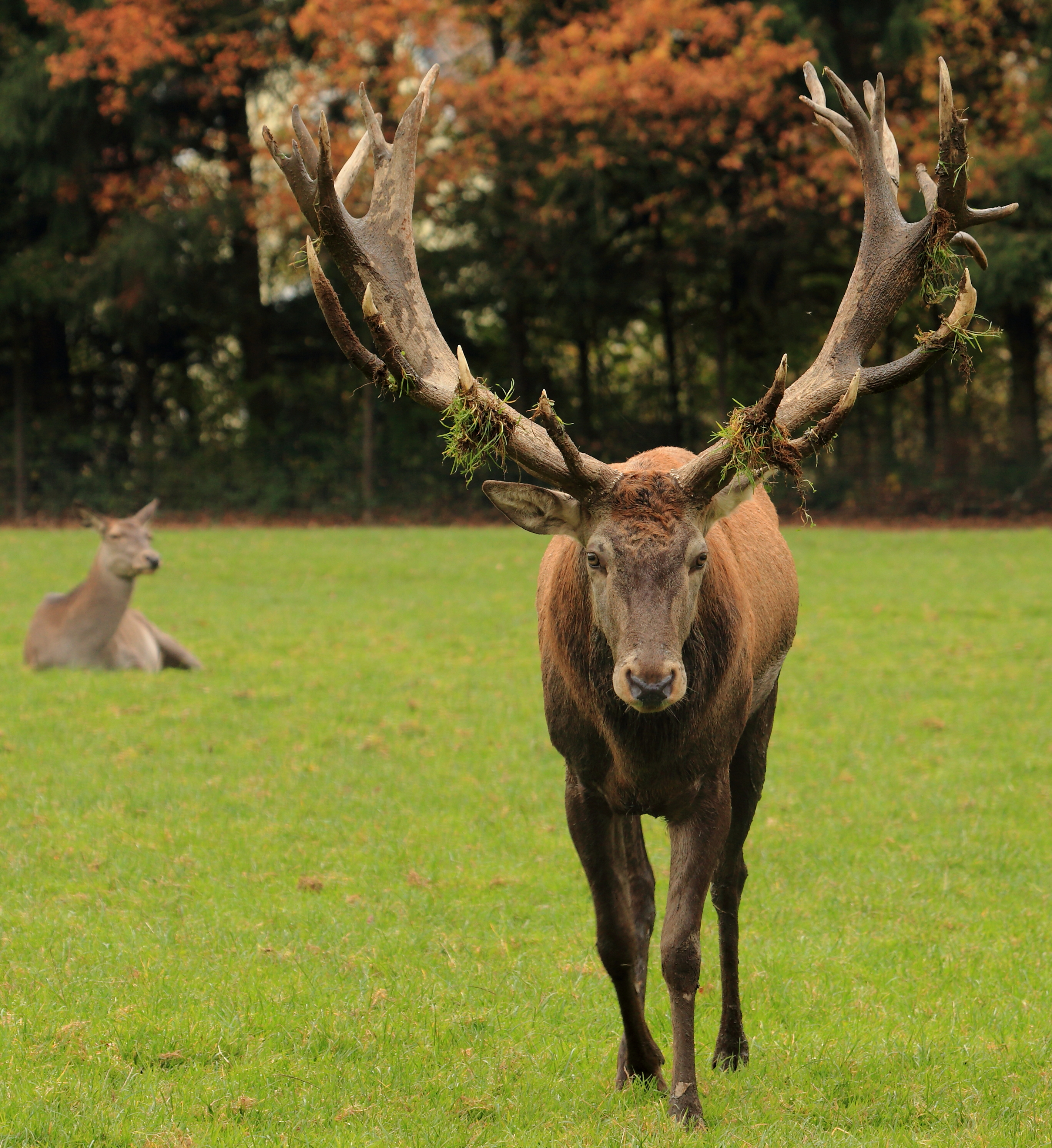 File:Red Deer Poing.JPG - Wikimedia Commons