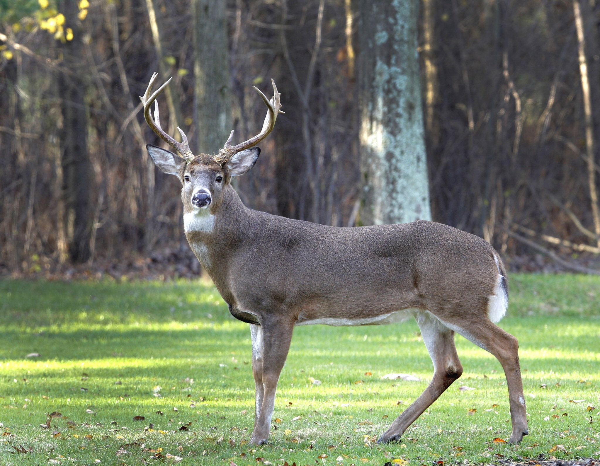 Outbreak of disease affecting Northeast Ohio deer herds | cleveland.com
