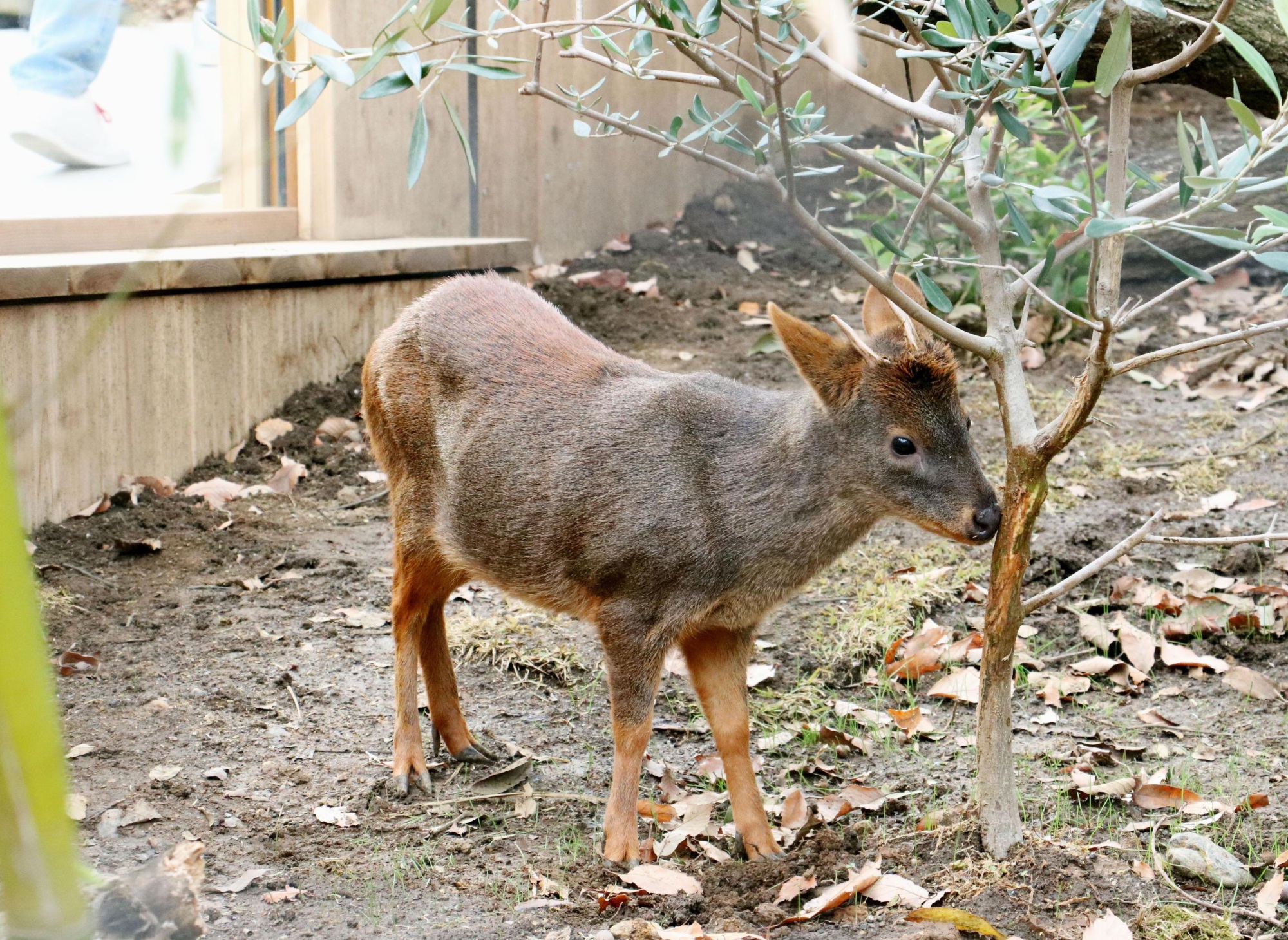 World's smallest deer makes debut at Saitama zoo | The Japan Times
