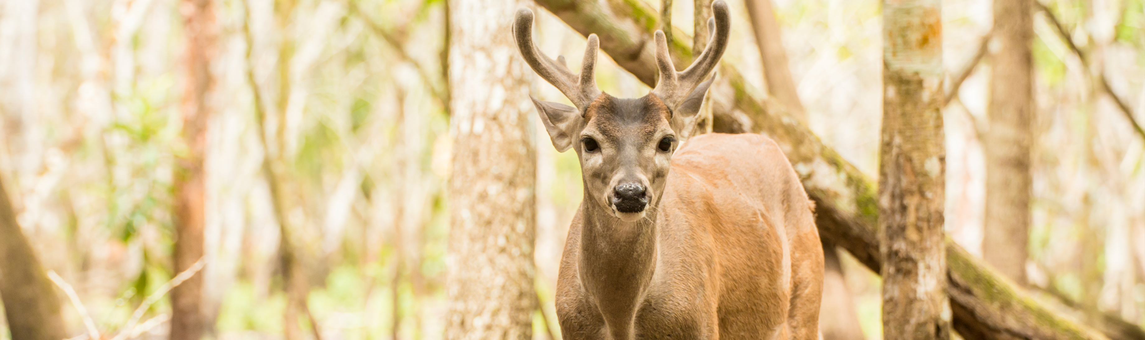 Yucatan White-Tailed Deer | Rainforest Alliance