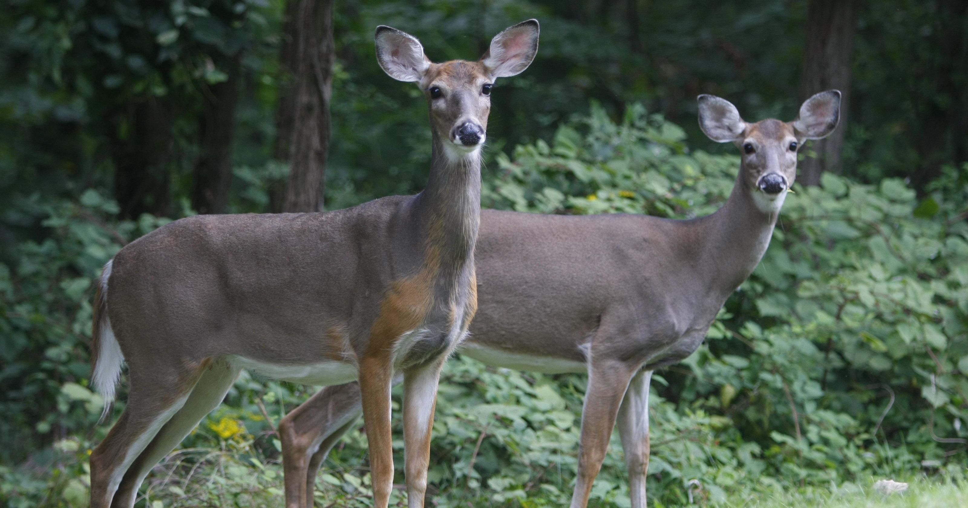 Deer urine ban creates argument for hunters, manufacturers