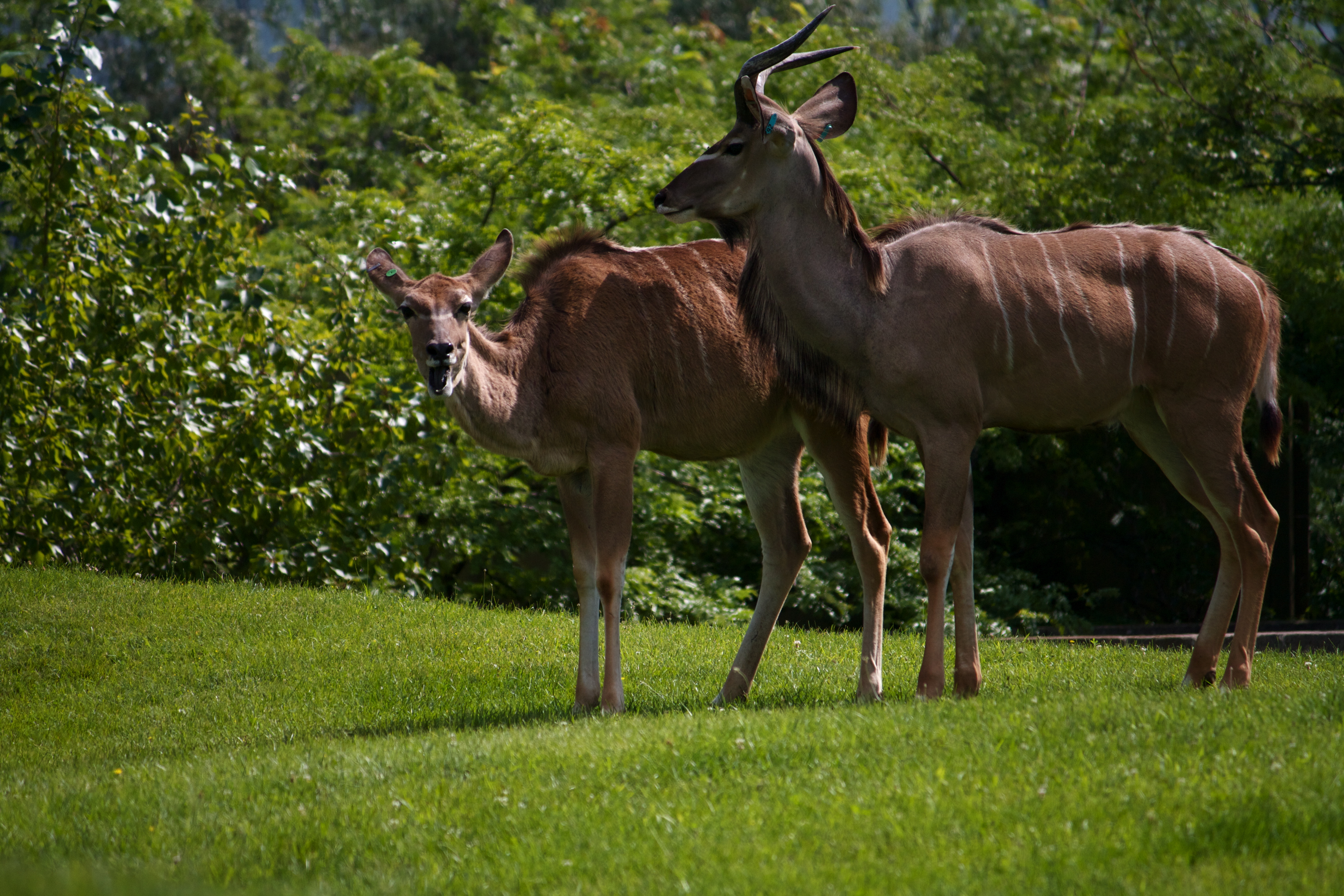 Deer, Adult, Animals, Zoo, HQ Photo