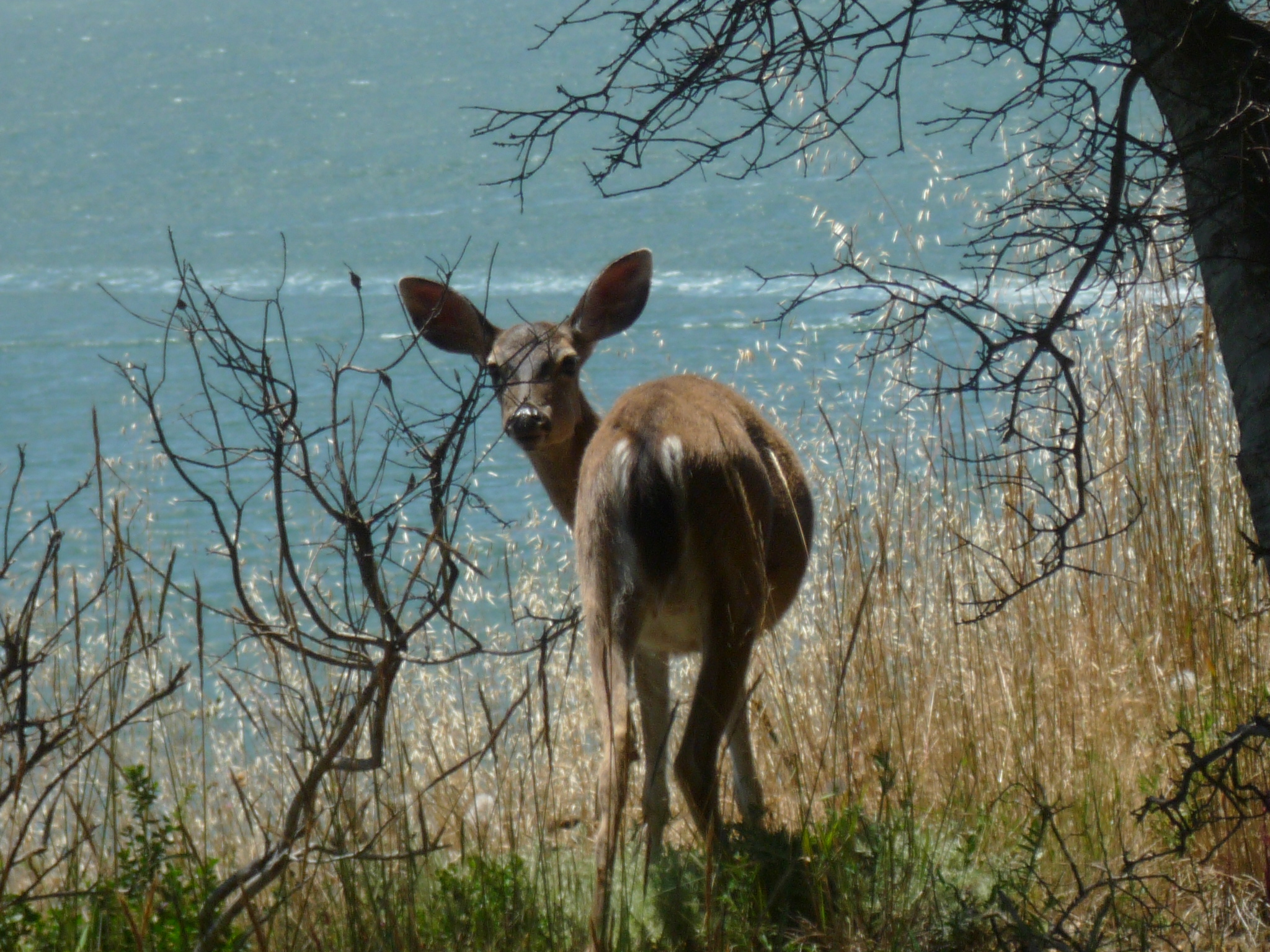HOW'D THE DEER GET HERE?! AND THE OTHER ANIMALS?! | Angel Island Company