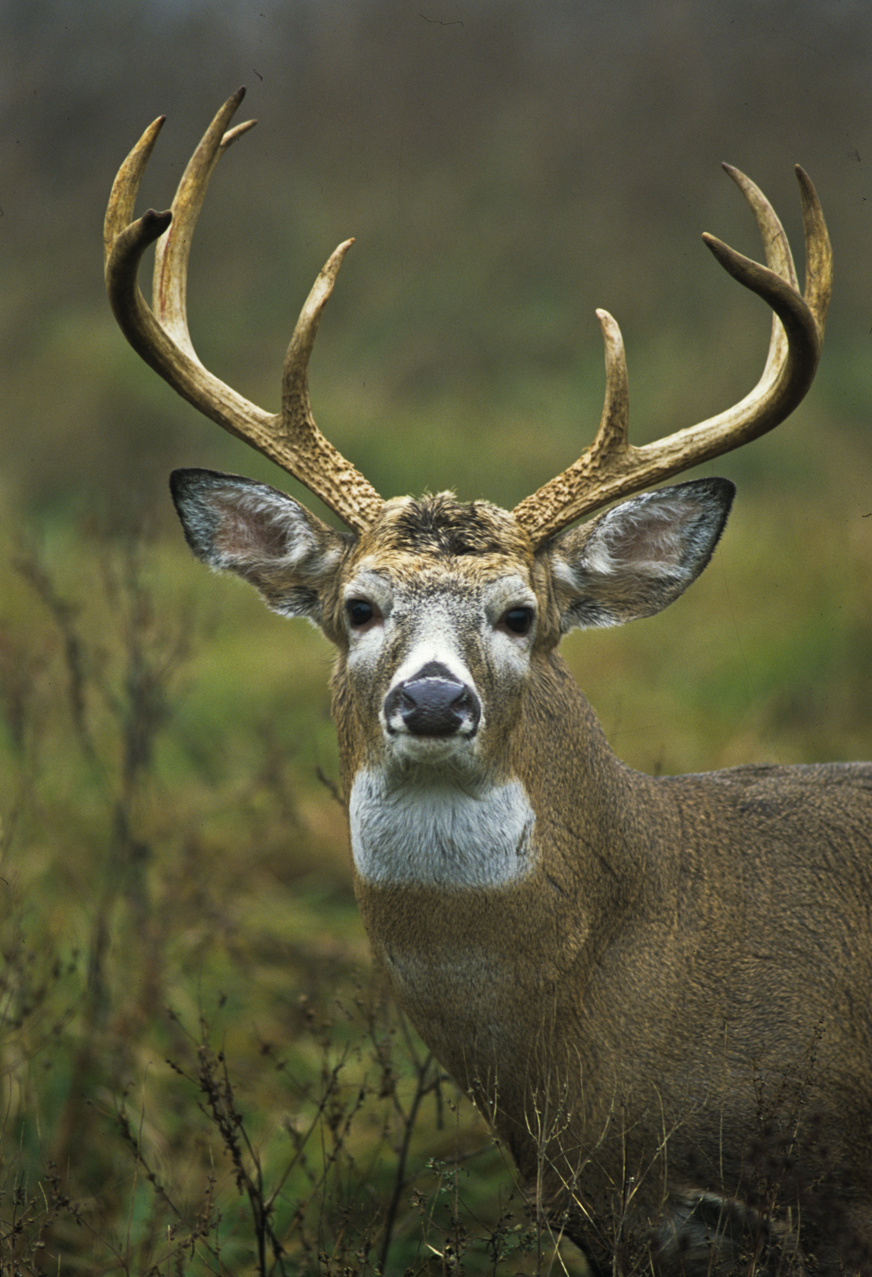 White tailed deer photo