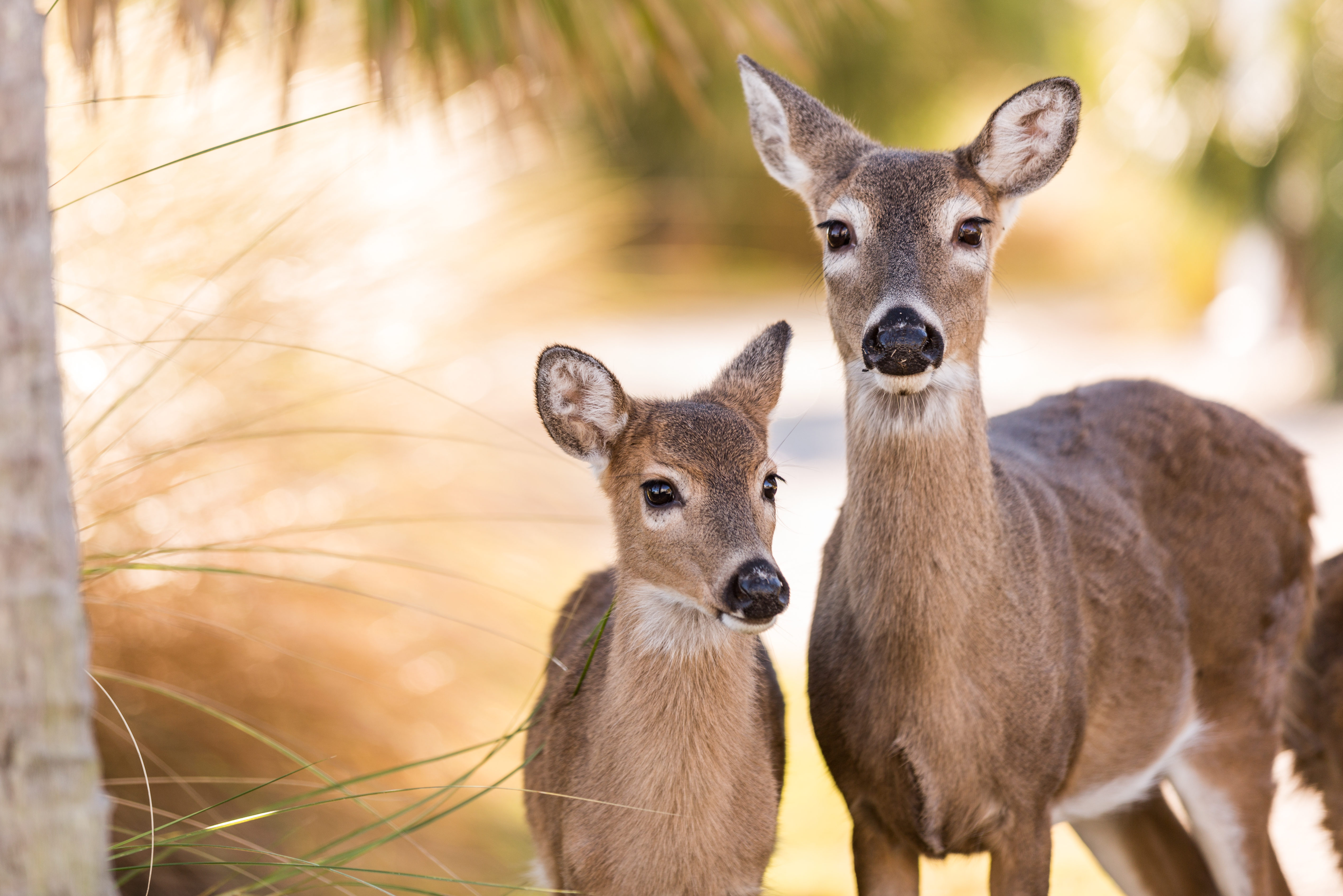 EPA gives thumbs up on vaccine to manage deer populations humanely ...