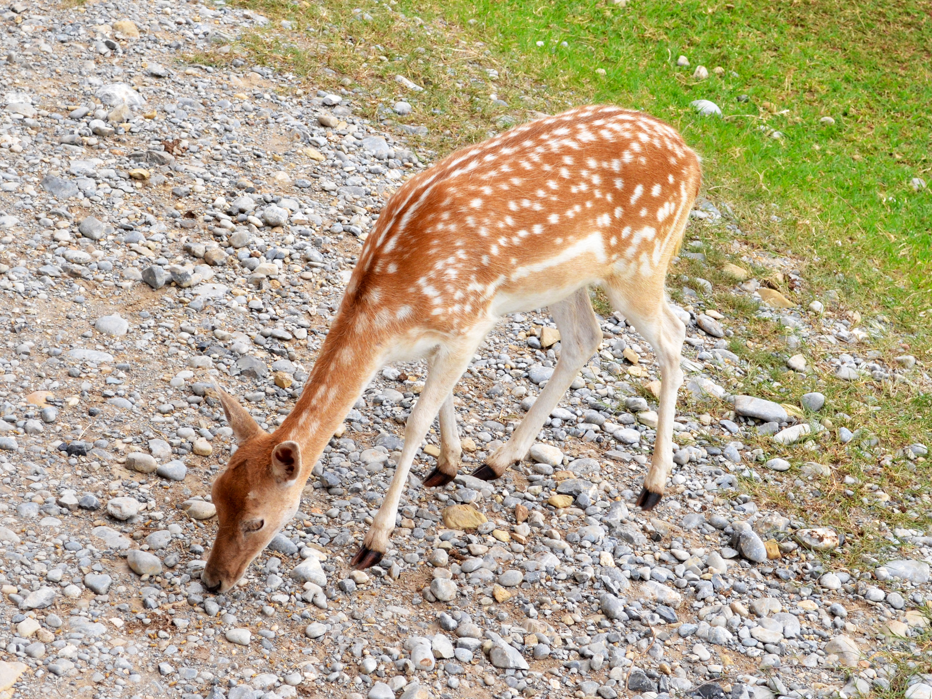 Deer photo