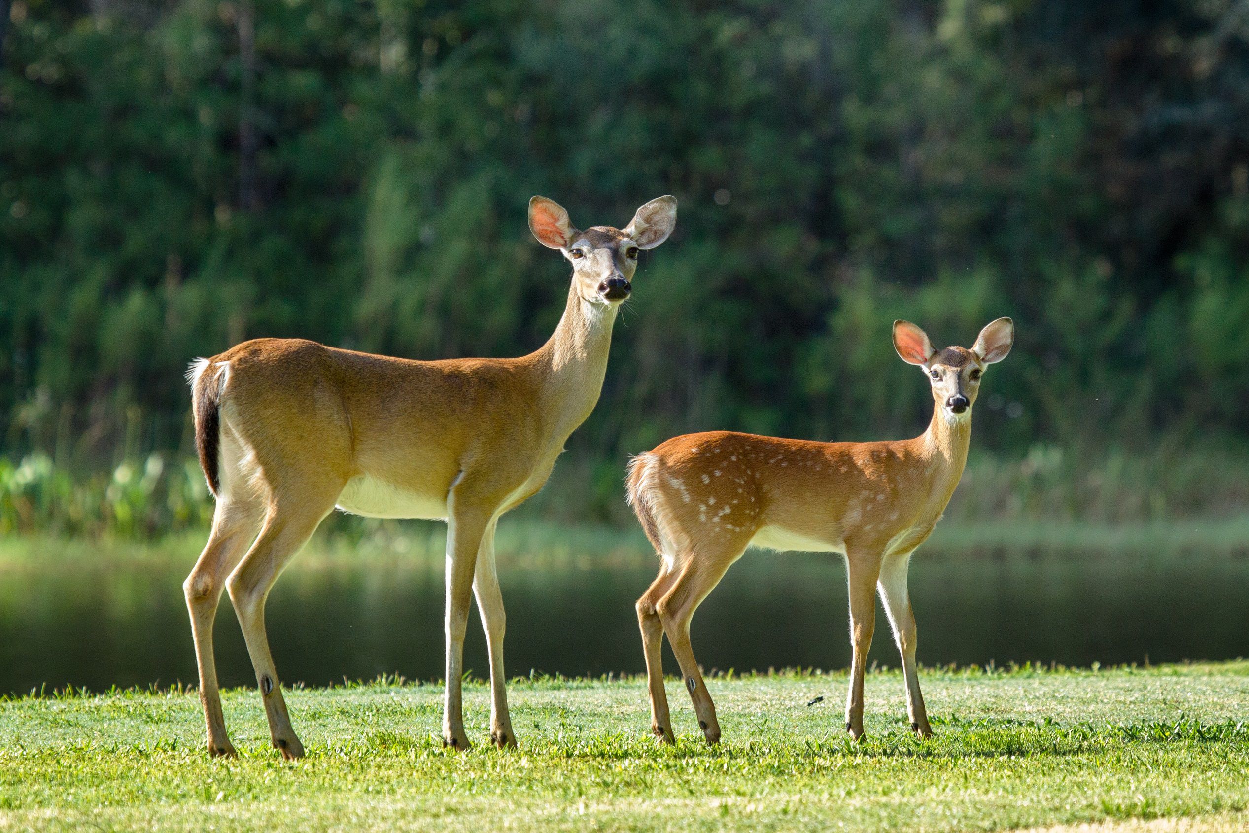 Scientists worry that 'zombie deer disease' could infect humans