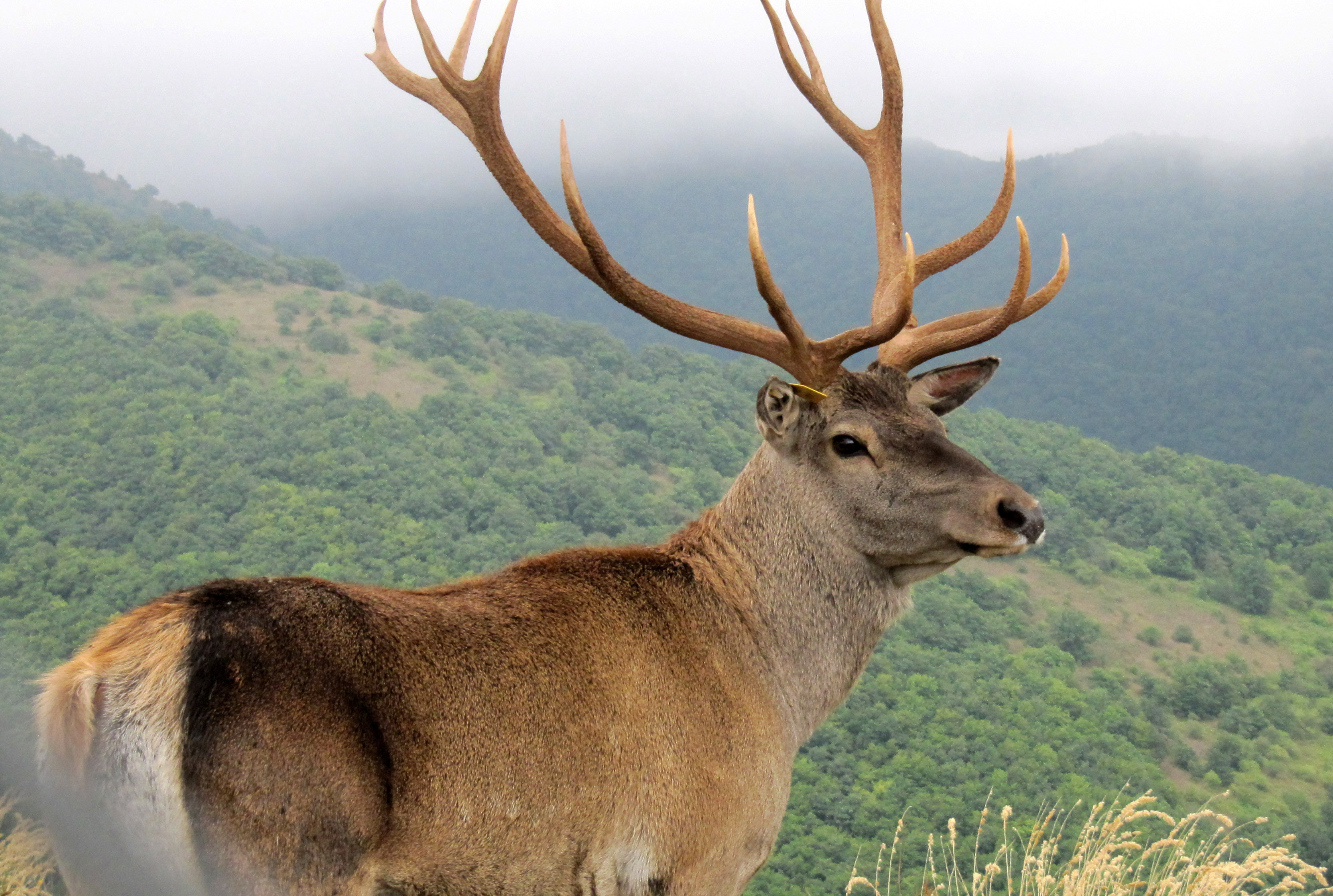 File:Caspian Red Deer (Maral) in Arasbaran forest.jpg - Wikimedia ...