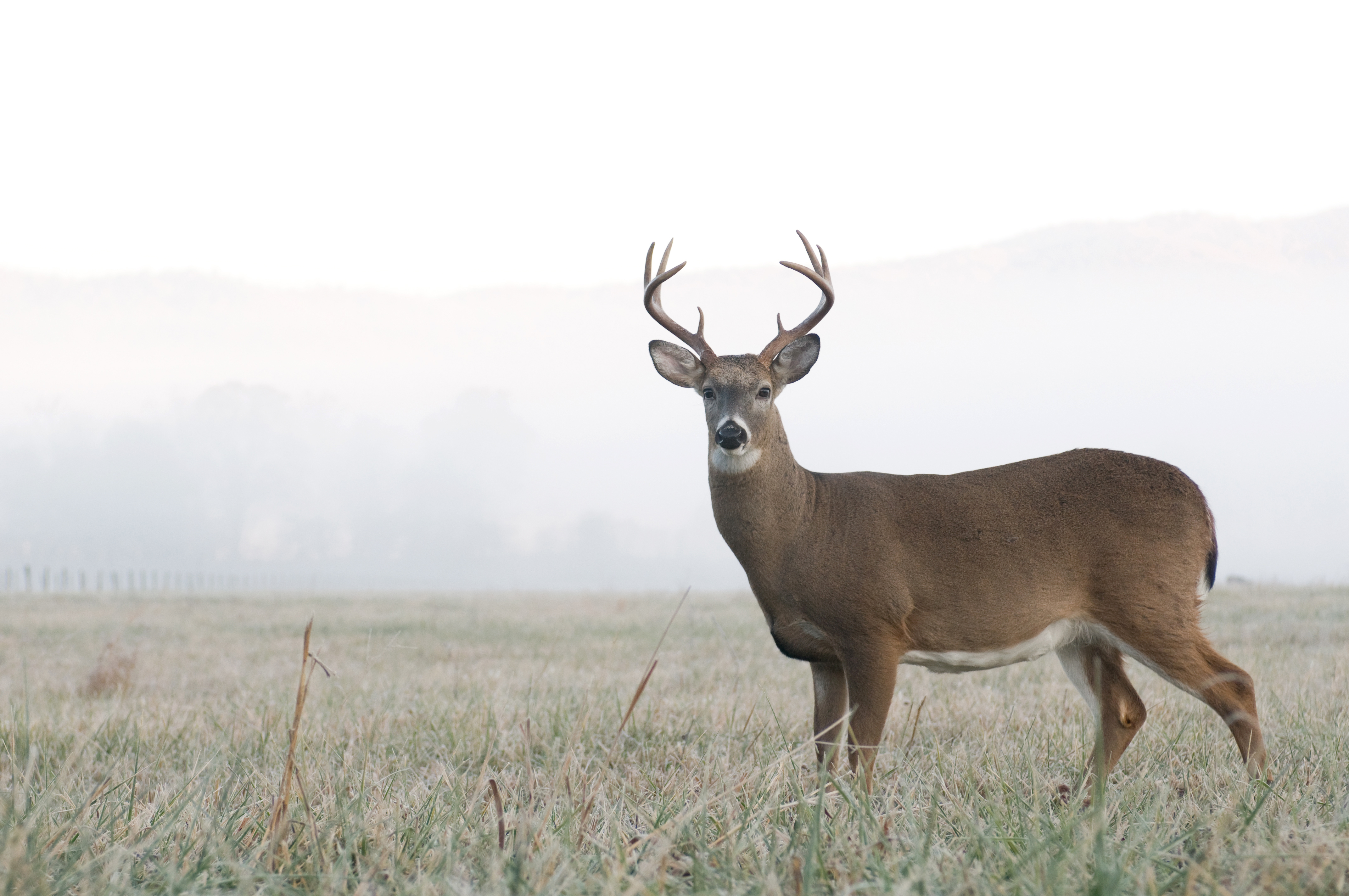 When Does Deer Season End in Texas? | 10Best