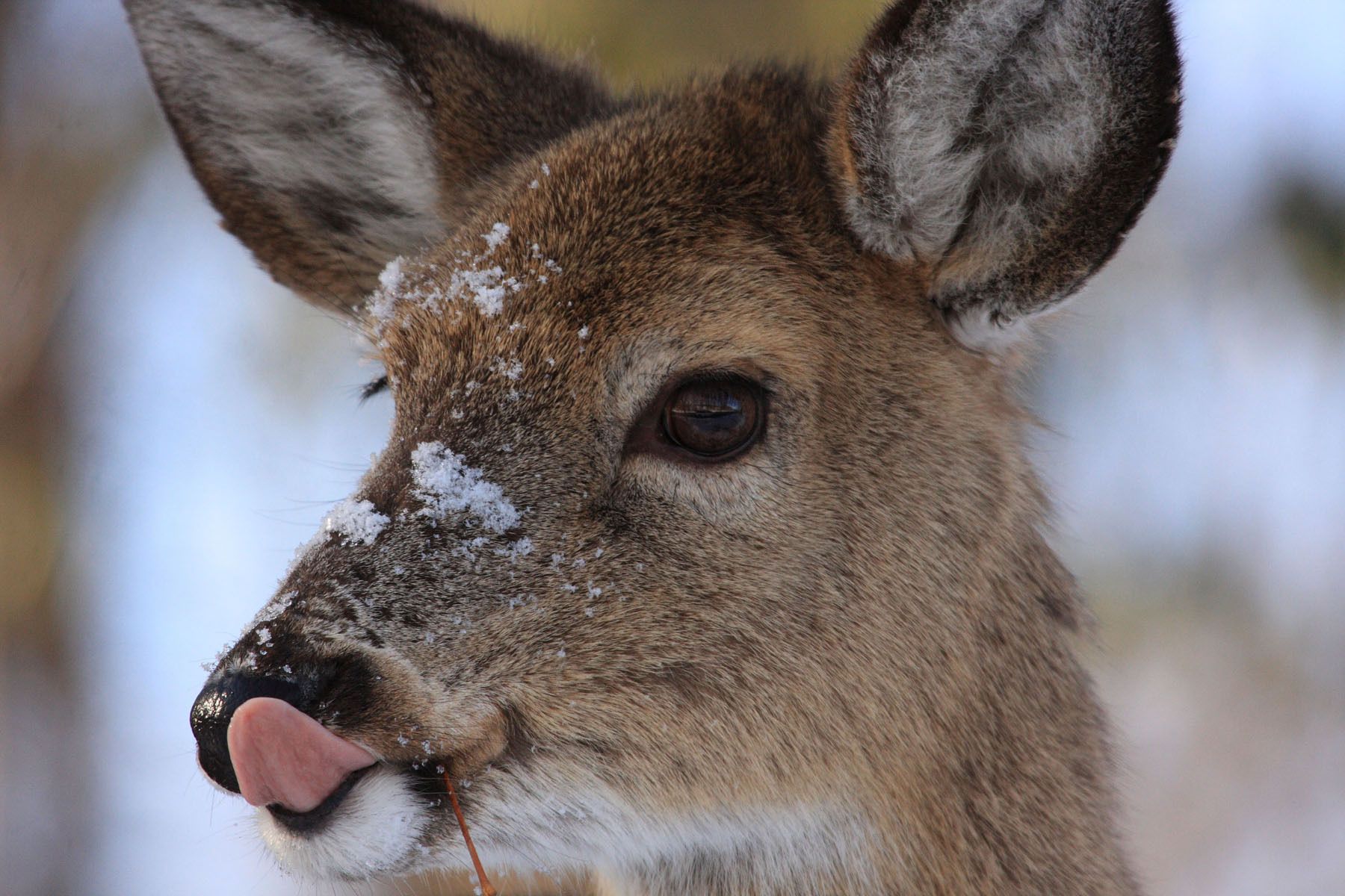 Forensic scientists caught a deer munching on a human carcass for ...